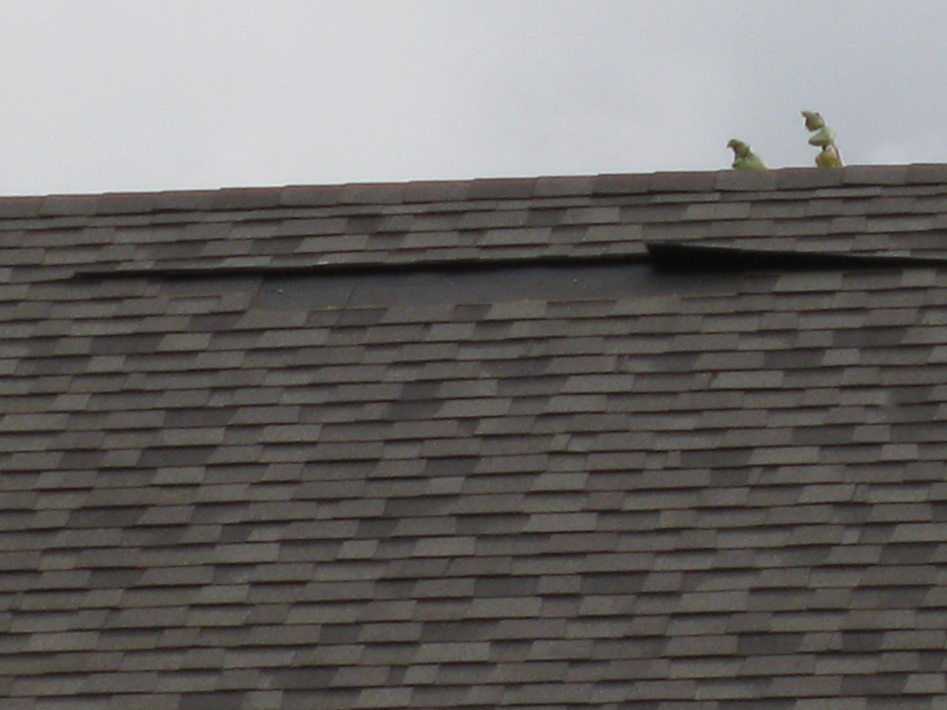 How to Replace a Damaged Shingle 8 Steps (with Pictures) Instructables