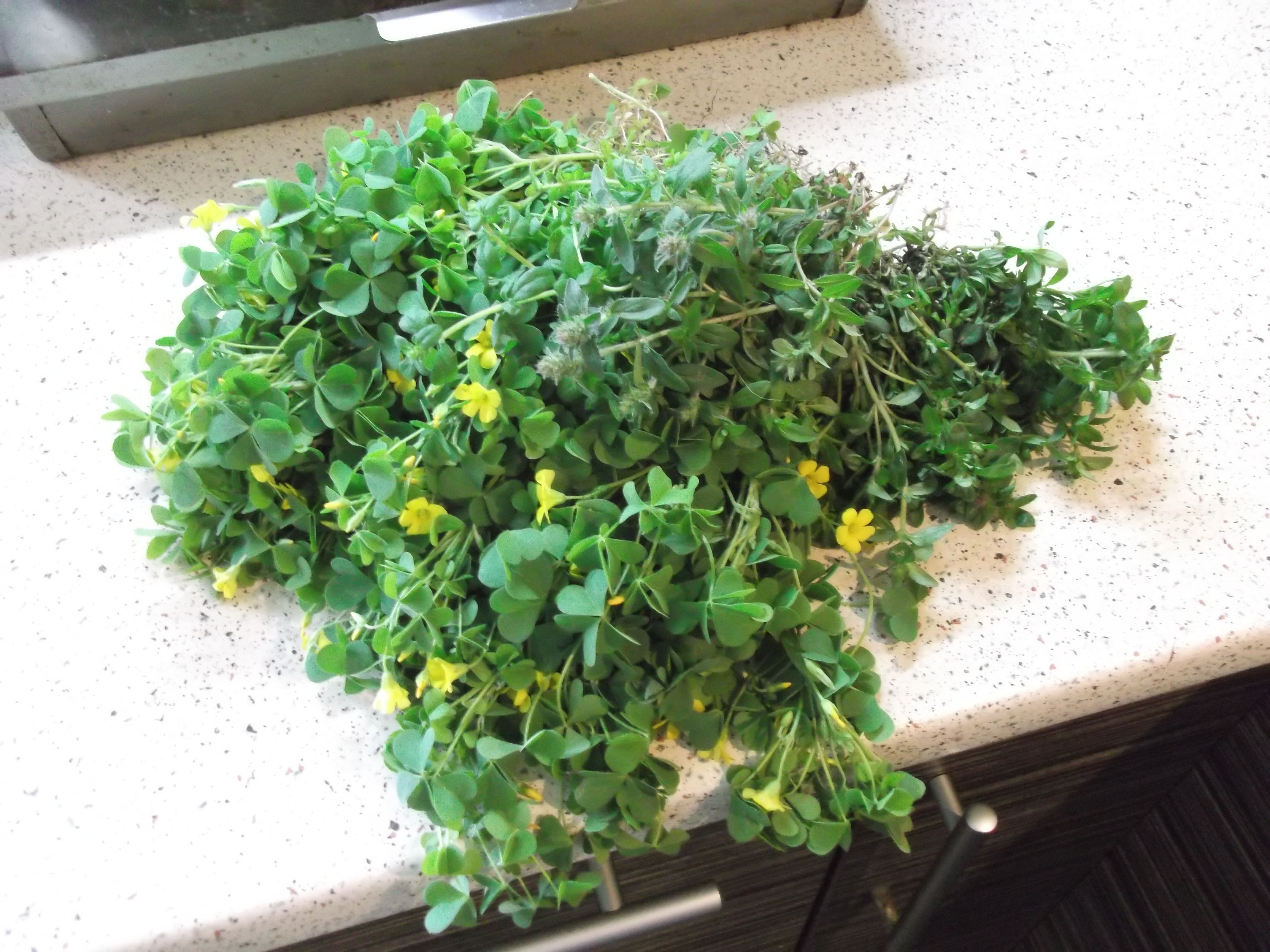 Refreshing Oxalis Kvas (NonAlcohol Fermented Carbonated Drink That Can Explode If You Neglect