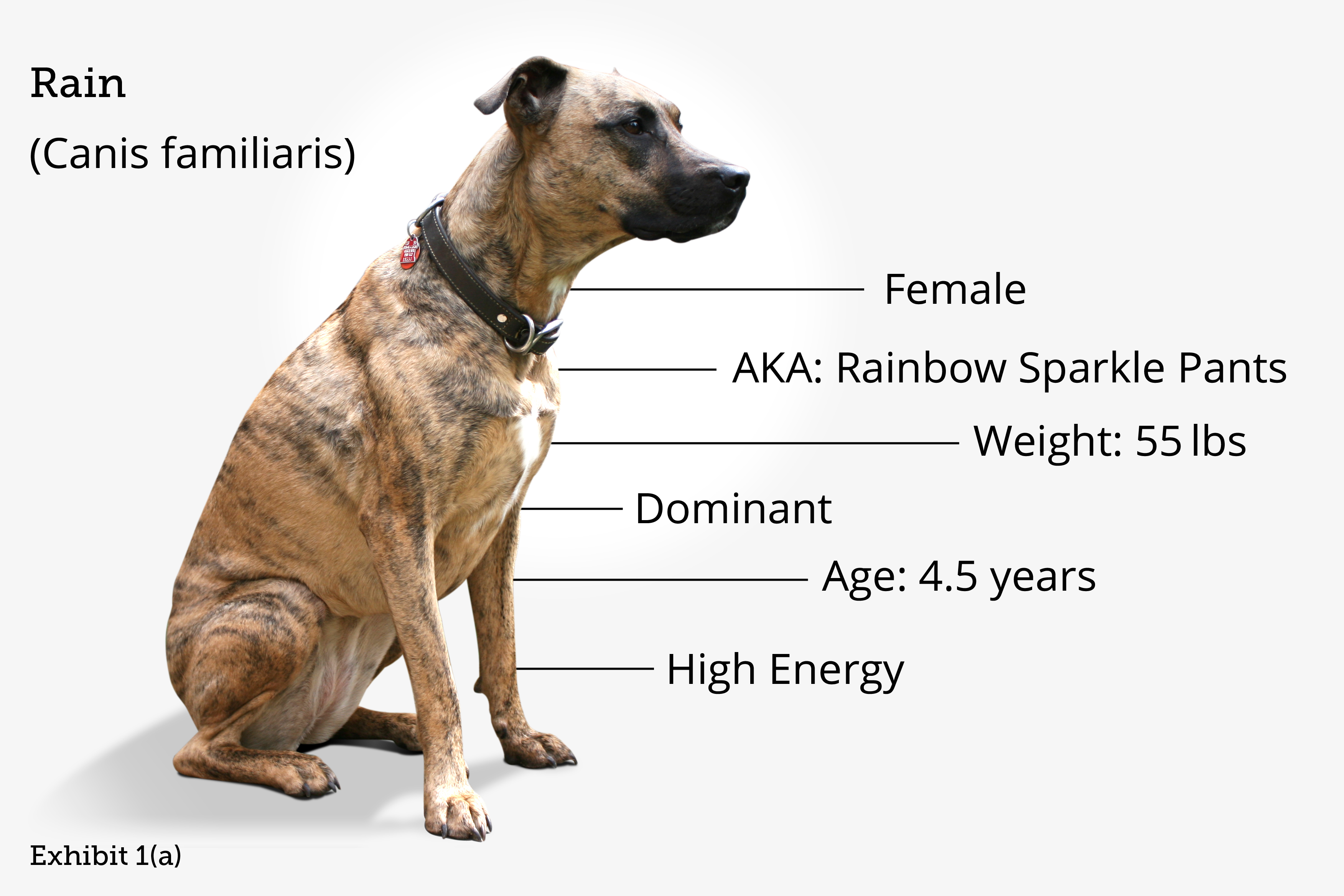 What Is The Female Gender Of Dog
