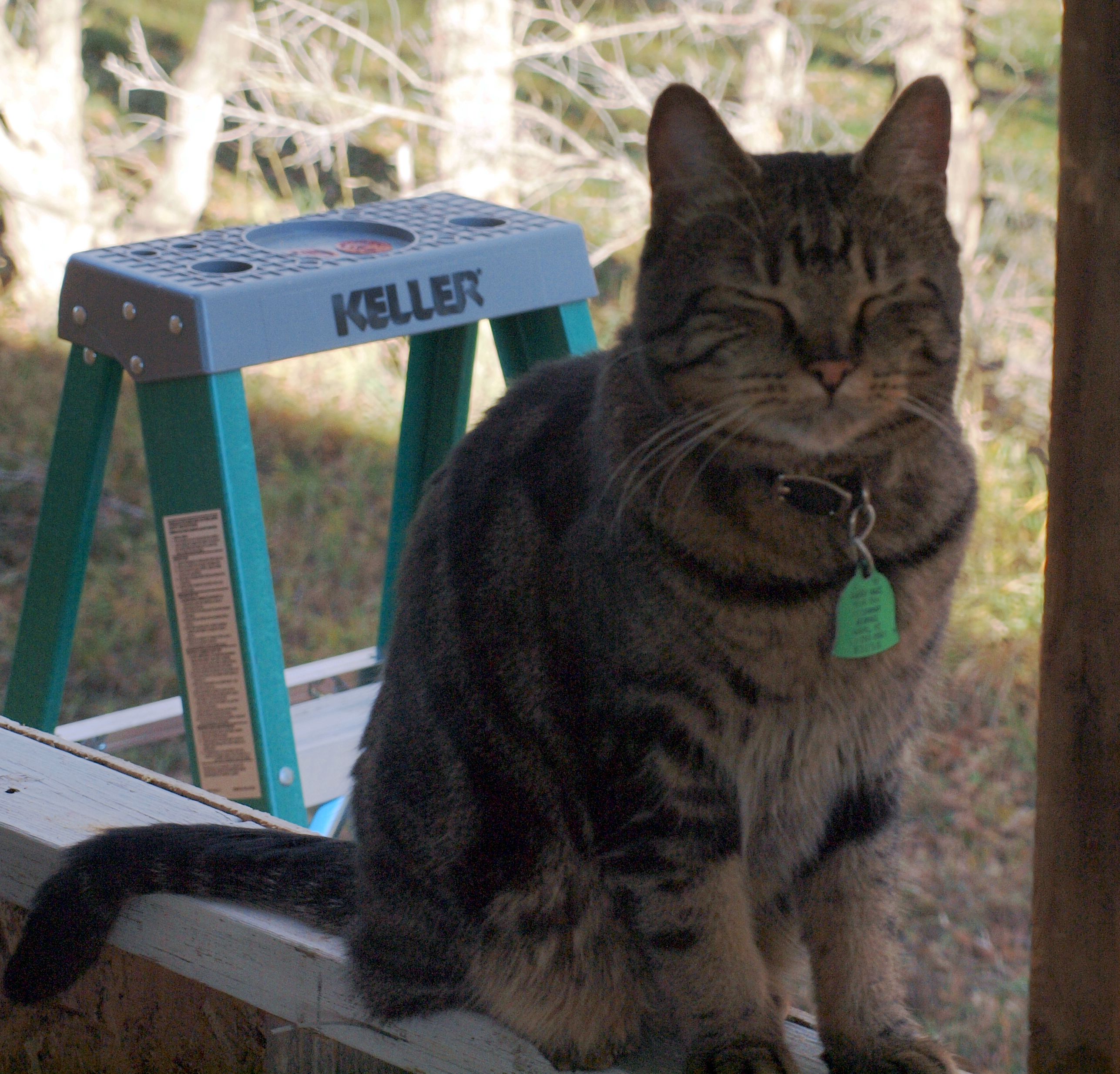 How Deep Do You Need To Bury Your Dog