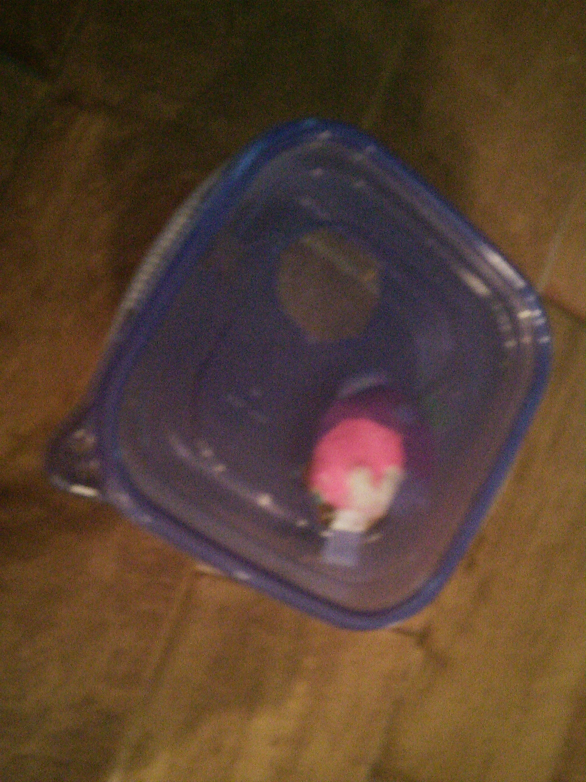 Box Cat Toy 5 Steps Instructables