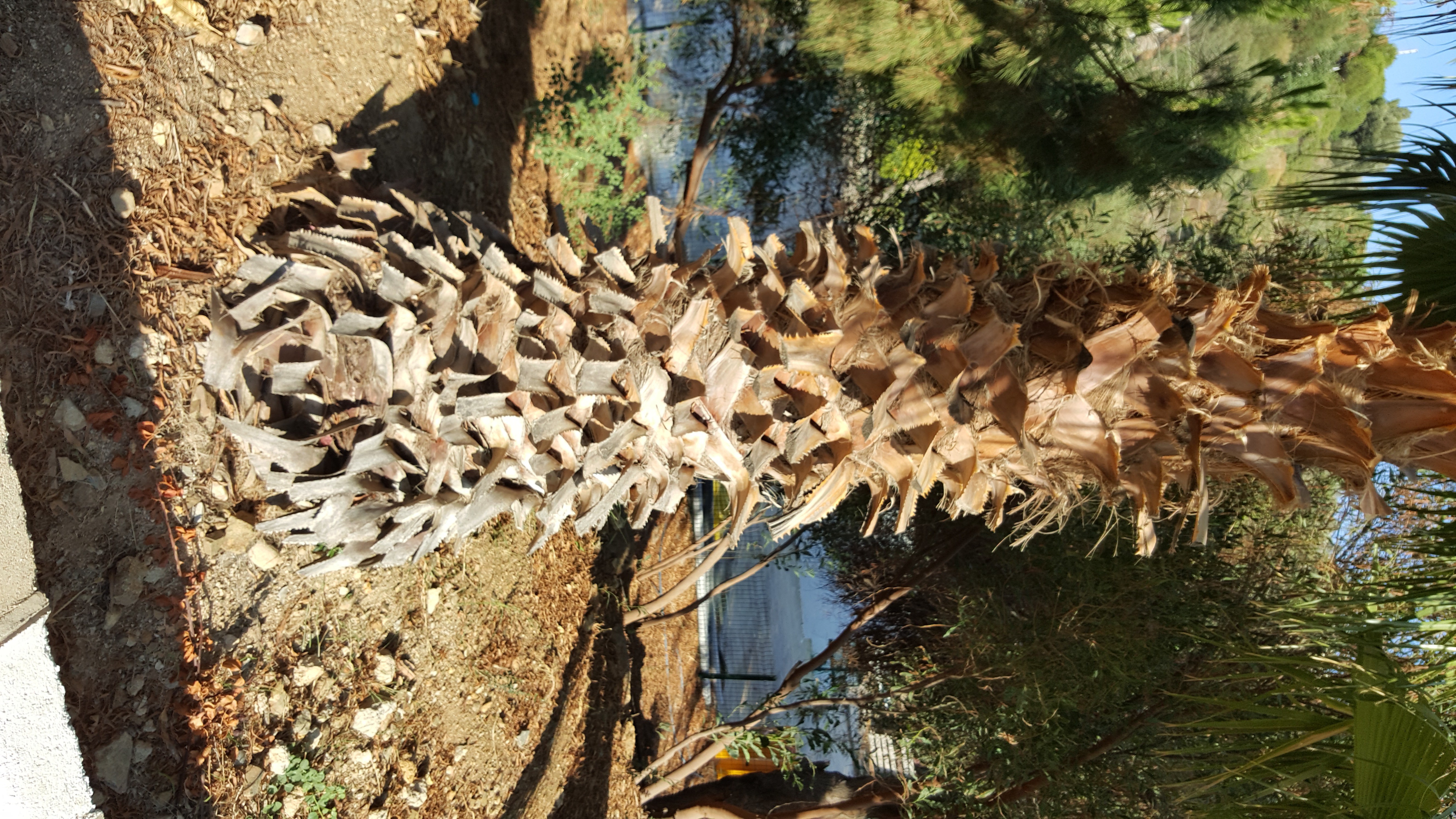 How to Cut Palm Tree's Leaves 10 Steps (with Pictures) Instructables