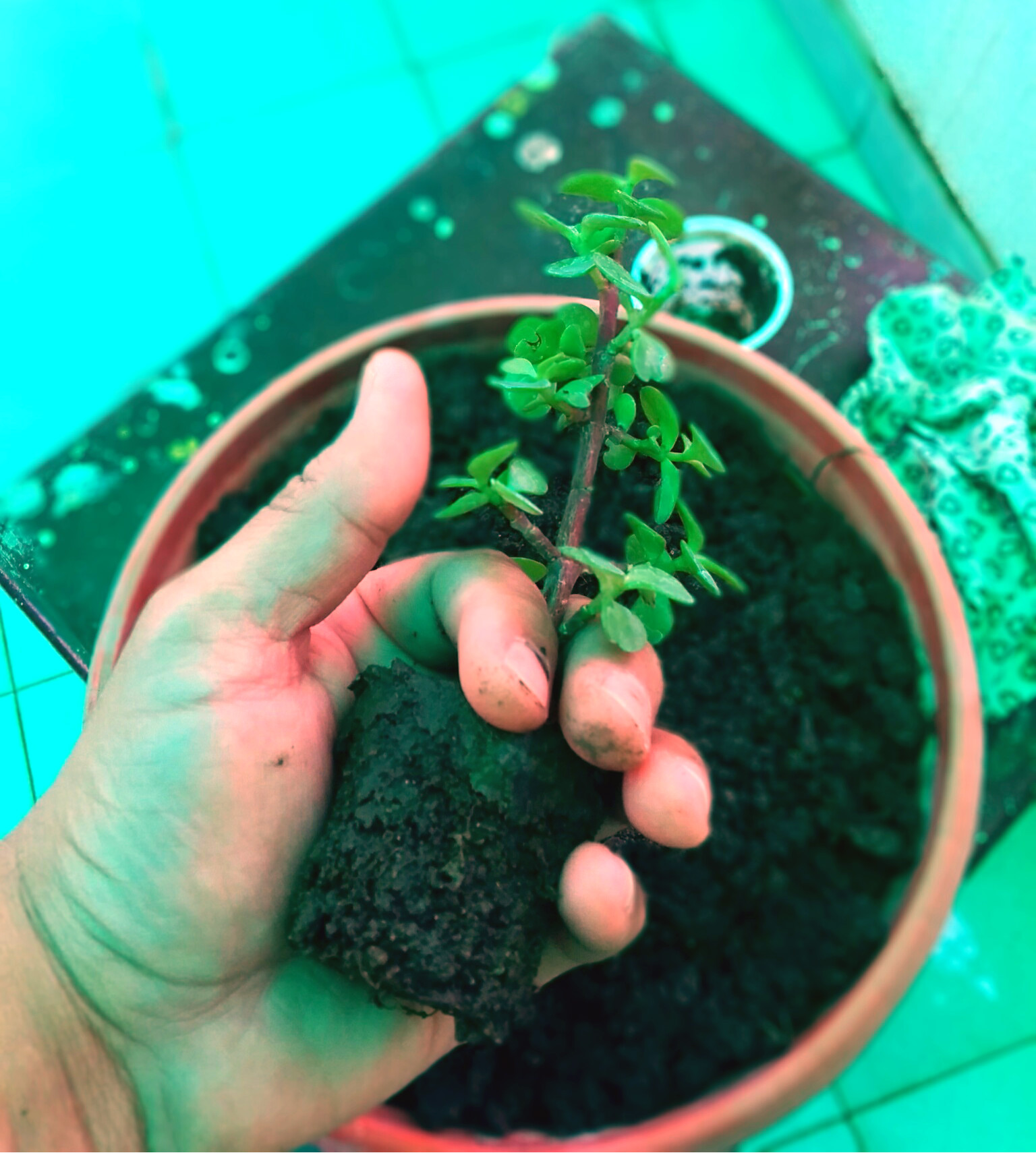 Grow Magnificent Jade Plant in Hanging Basket Easily 5 Steps (with