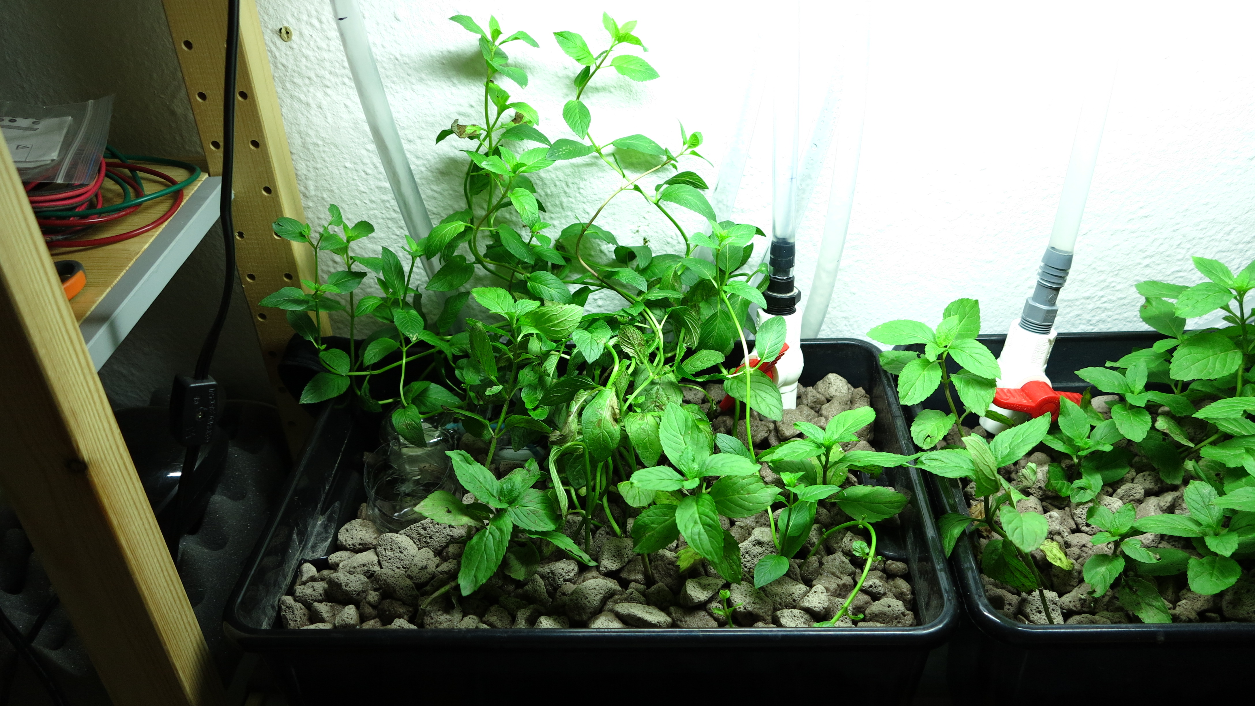 Ebb and Flow Aquaponics for the Office 12 Steps (with Pictures