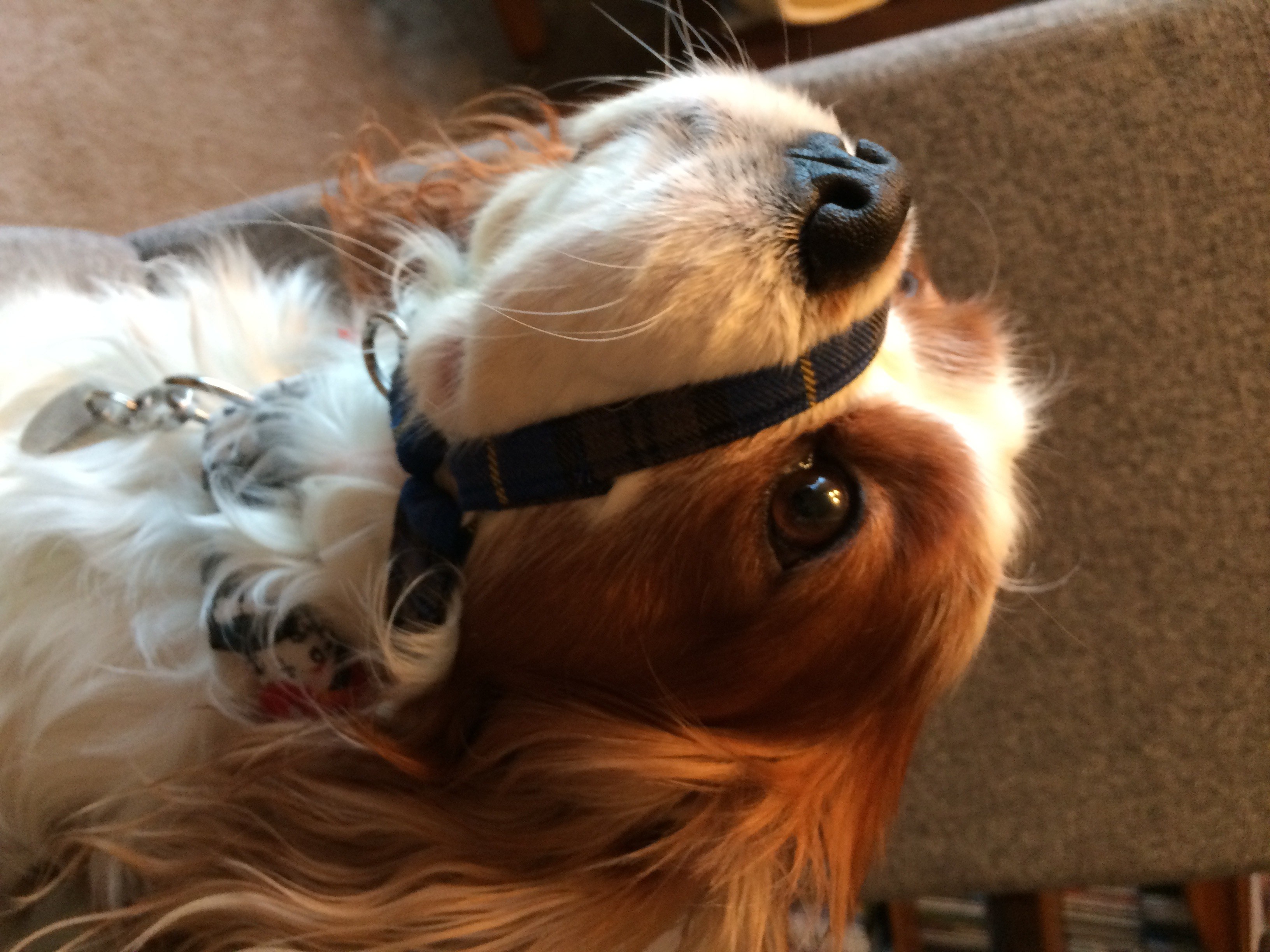 Head Halter for Dogs 6 Steps (with Pictures) Instructables