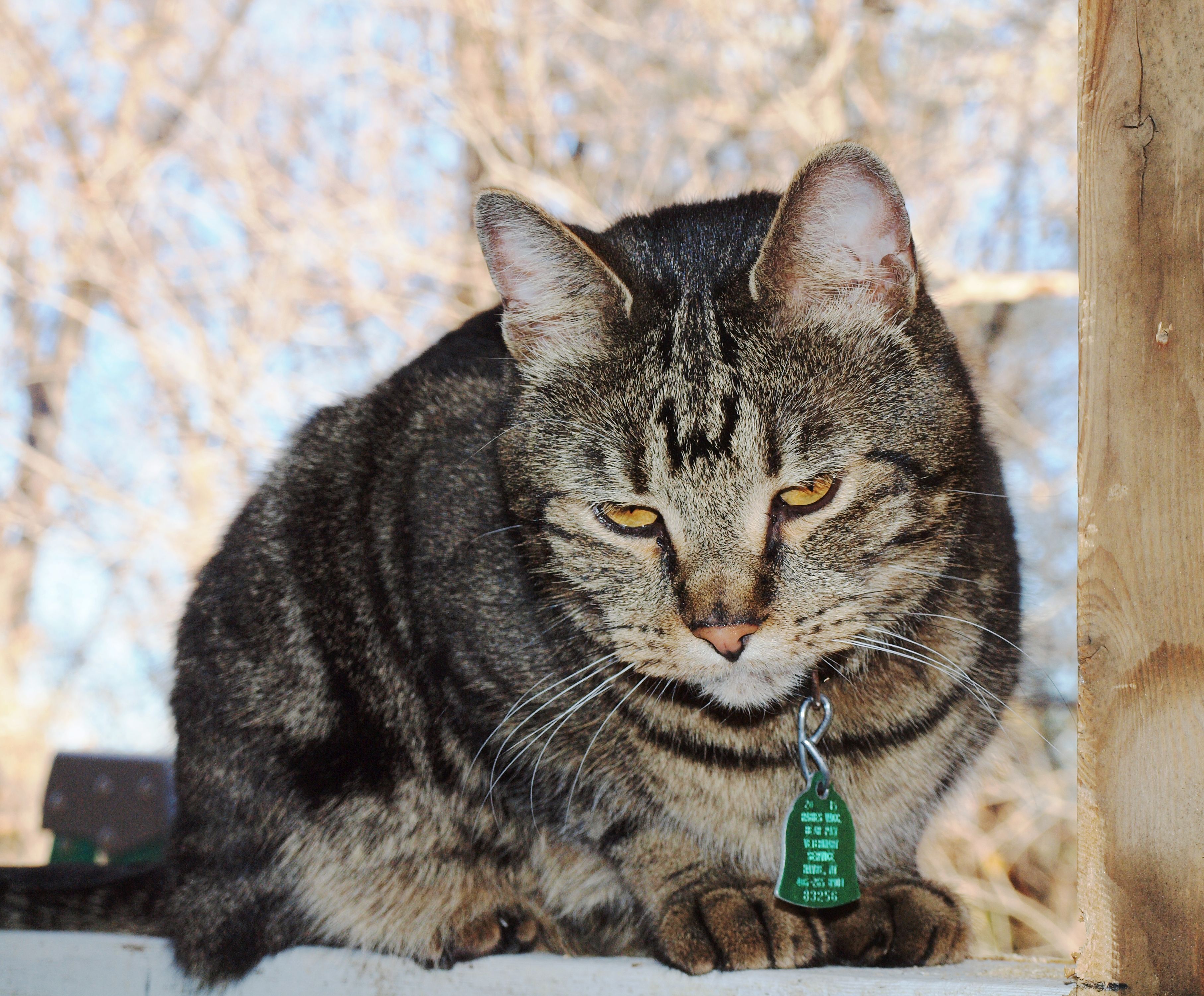 How Deep Should I Bury A Dog