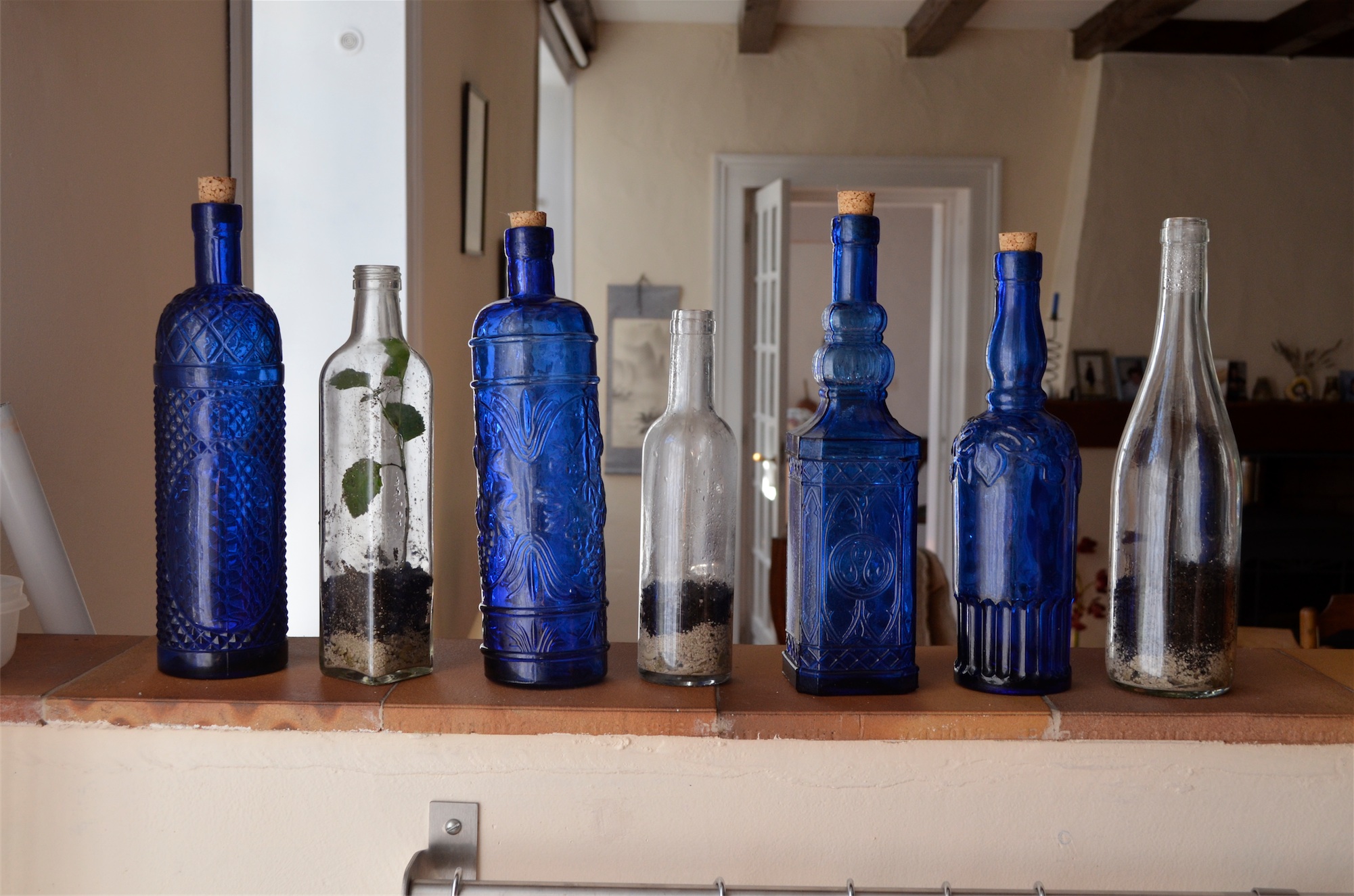 Plants in Bottles 5 Steps (with Pictures) Instructables