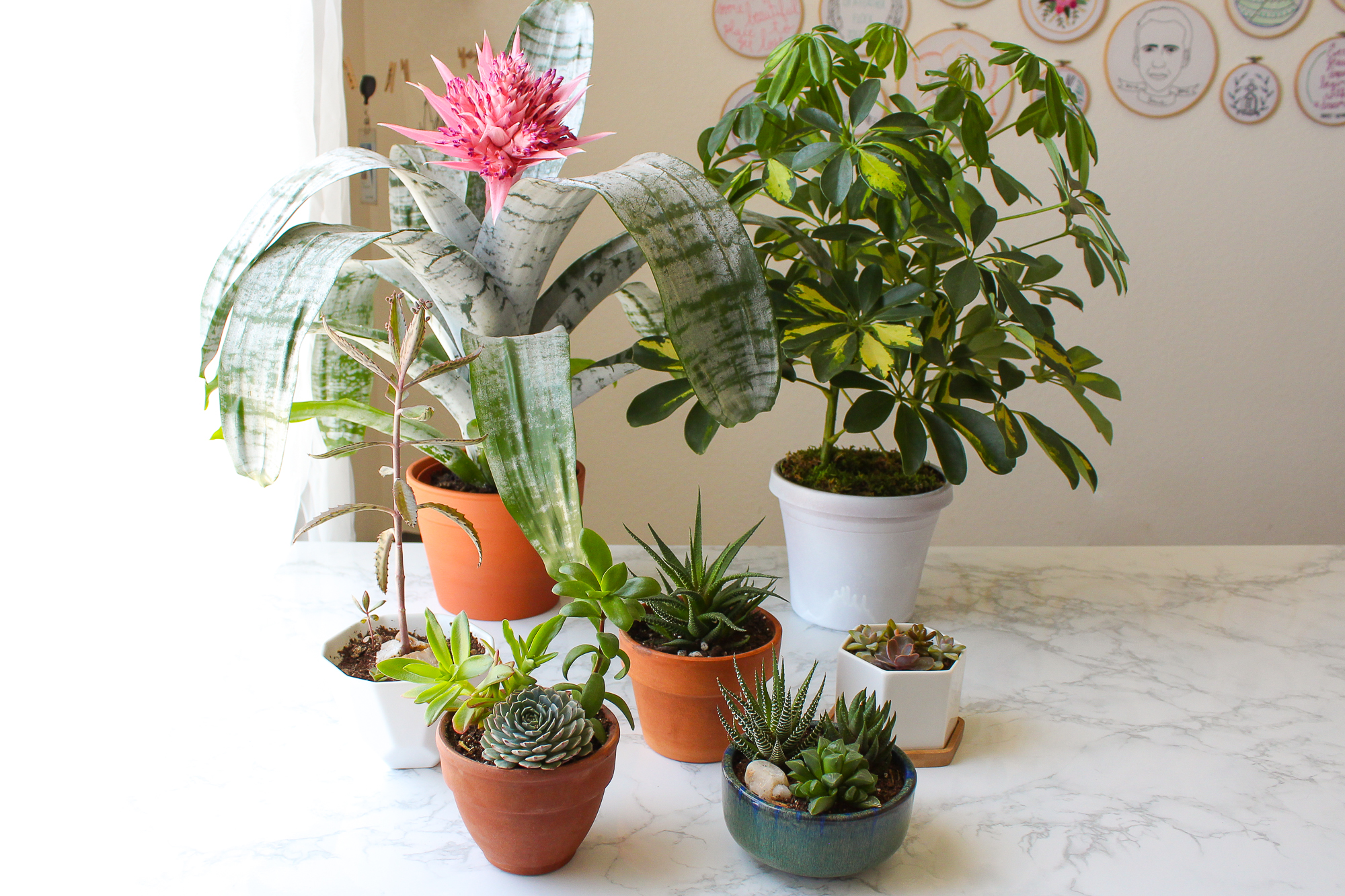 How to Choose the Right Pot or Planter for a Plant 5 Steps (with