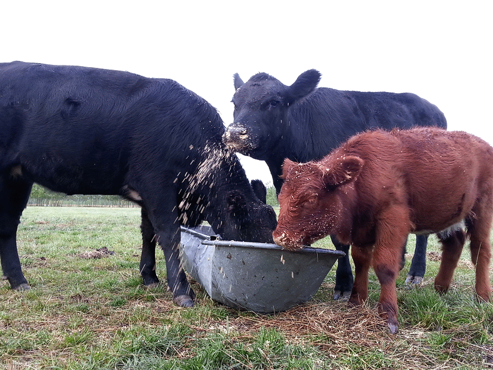Opening a Stringsealed Bag Without Scissors (with Pictures