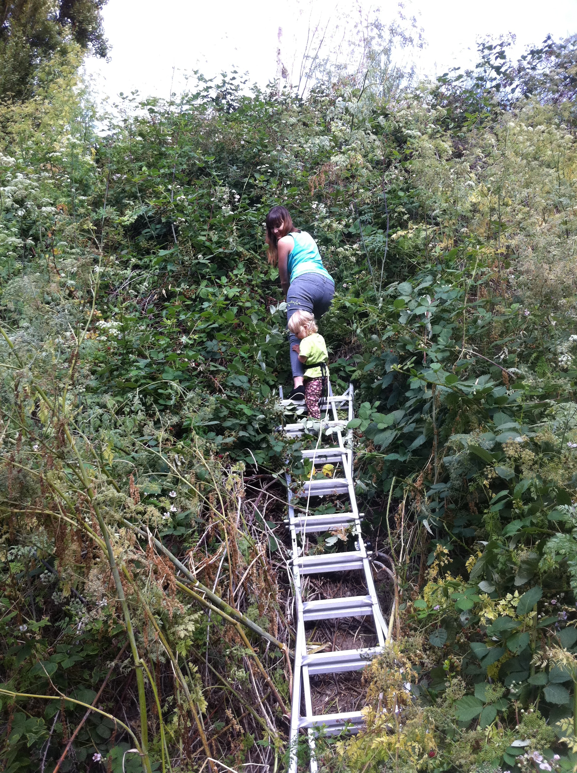 Pick Blackberries With a Ladder 3 Steps (with Pictures) Instructables