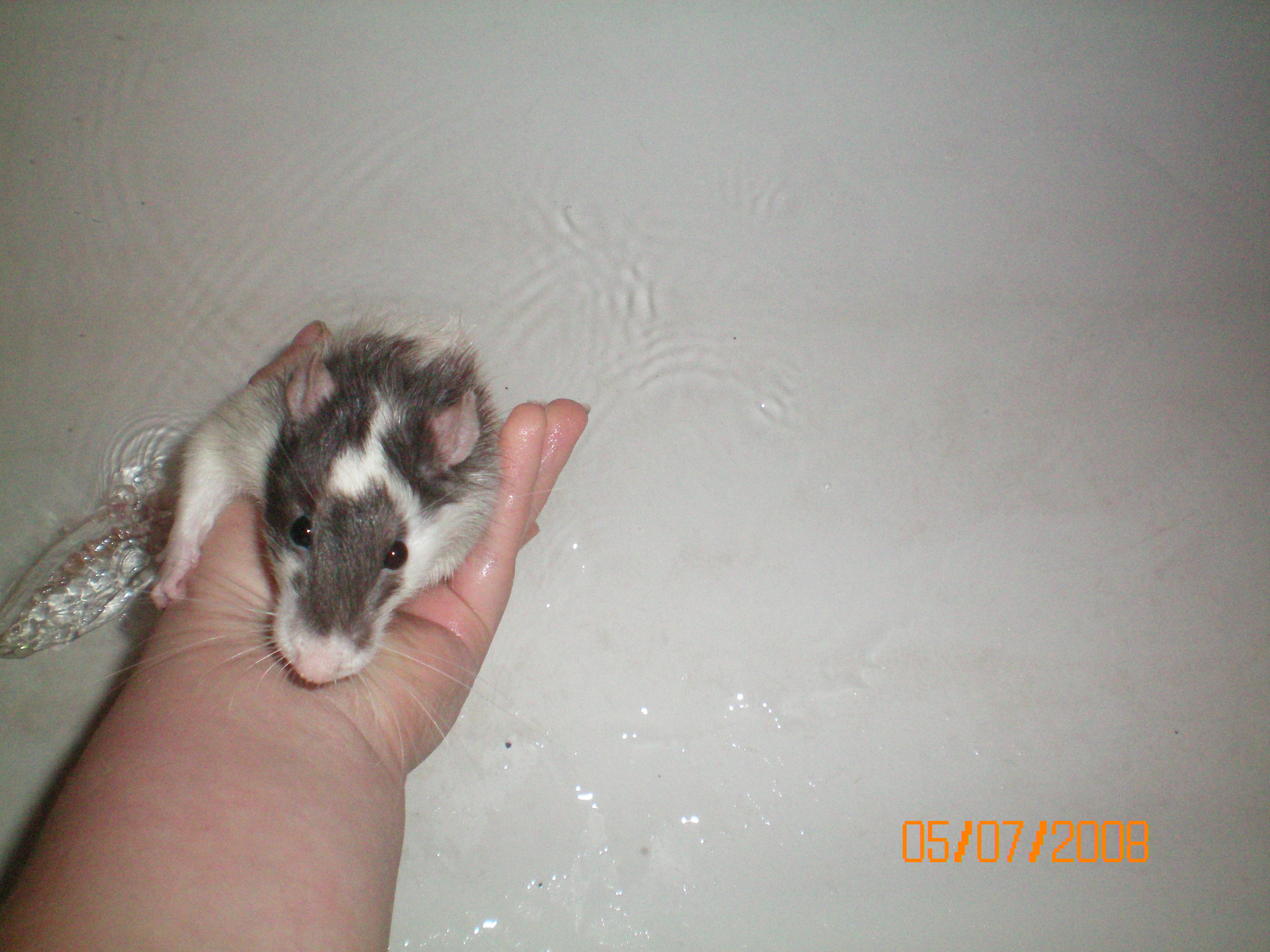 Giving Your Rat a Bath 4 Steps Instructables