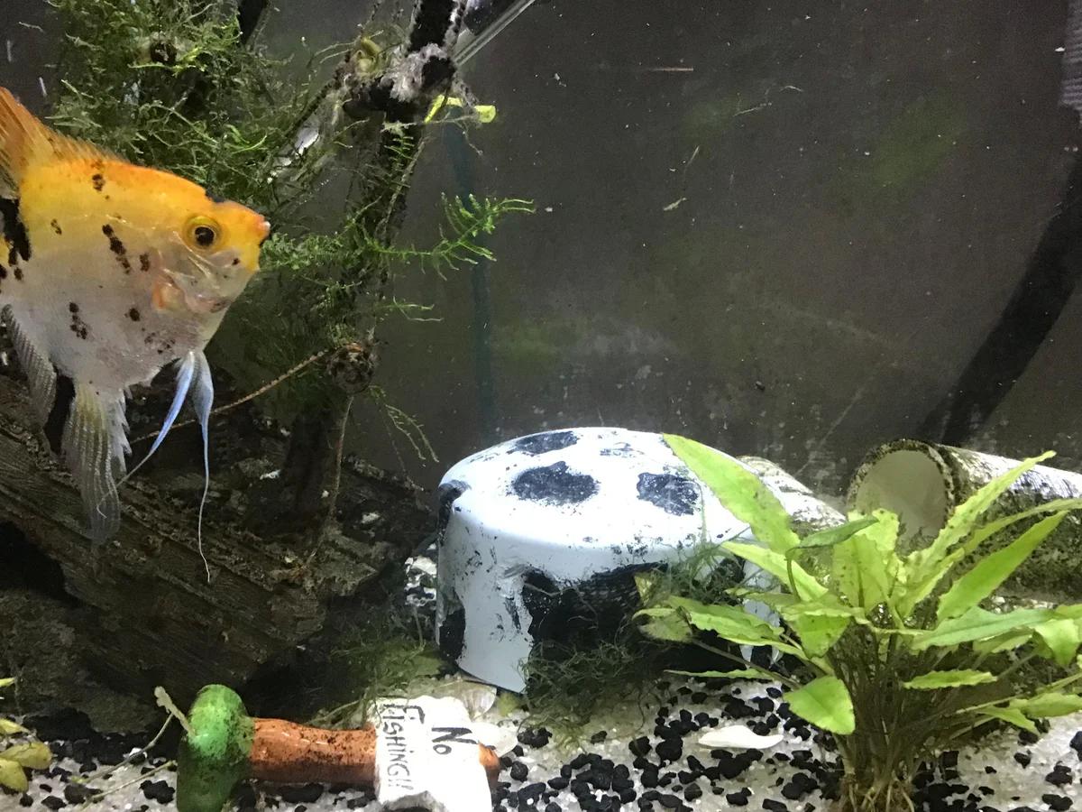 DIY PVC Aquarium Decorations 9 Steps Instructables