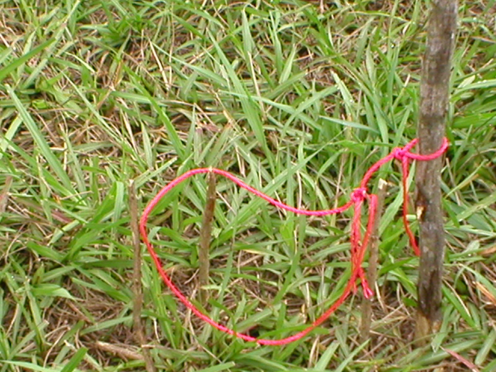 Rabbit Snare 6 Steps Instructables