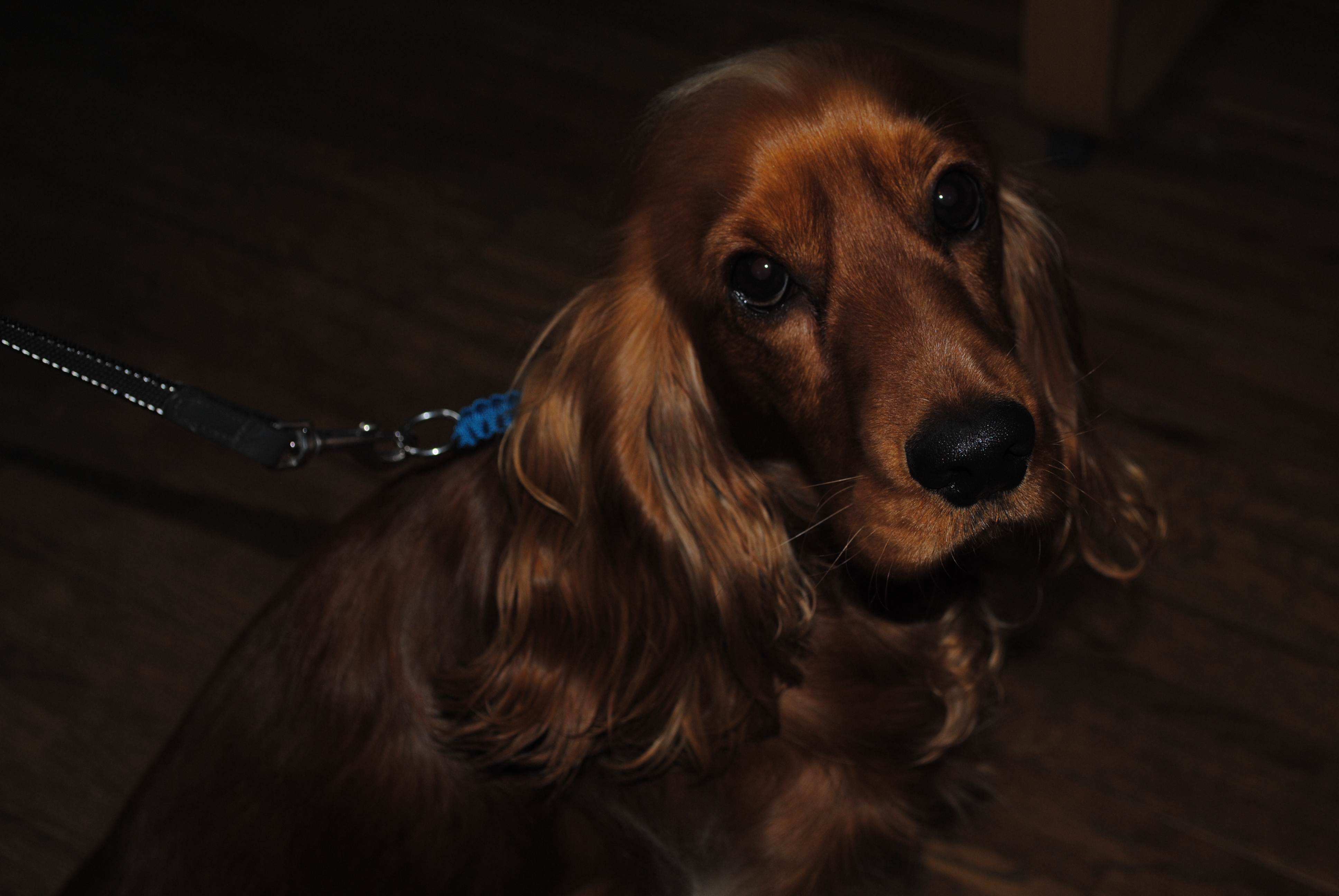 Paracord Dog Collar, Halti Collar 9 Steps Instructables