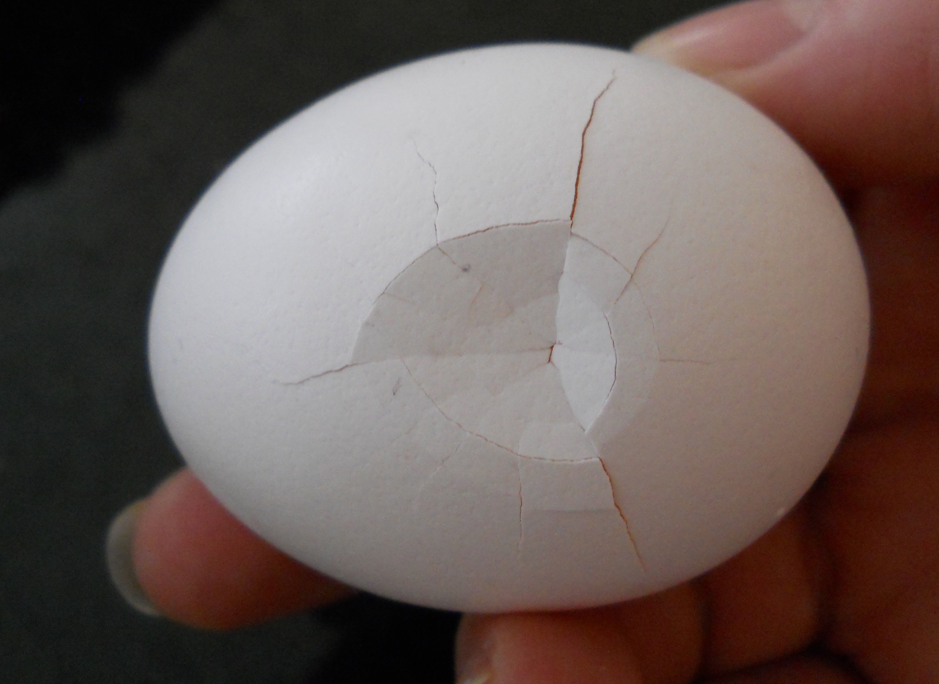 Removing Eggshell Bits From Eggs (with Pictures) Instructables