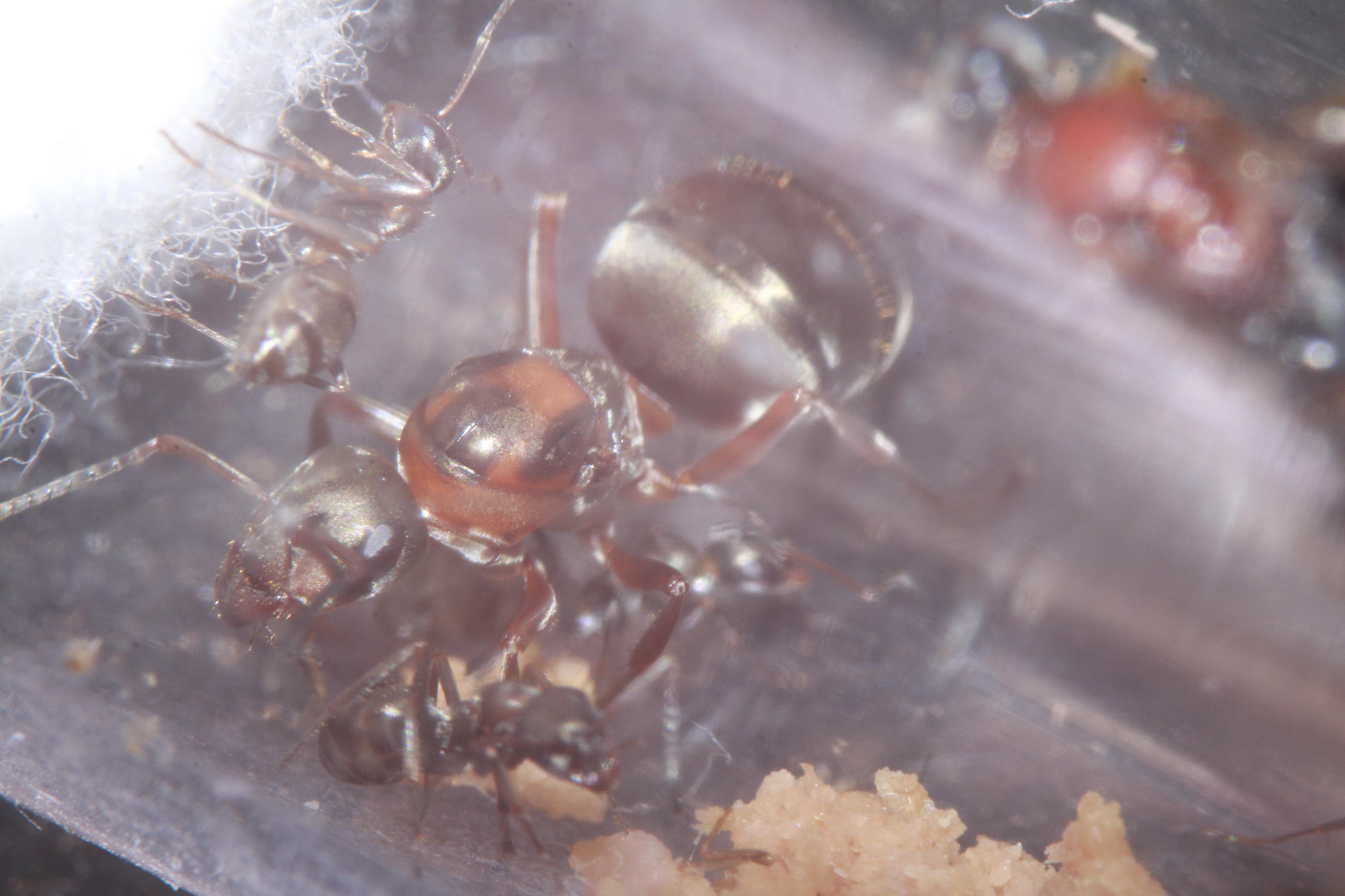 Concrete Ants Nest 4 Steps (with Pictures) Instructables