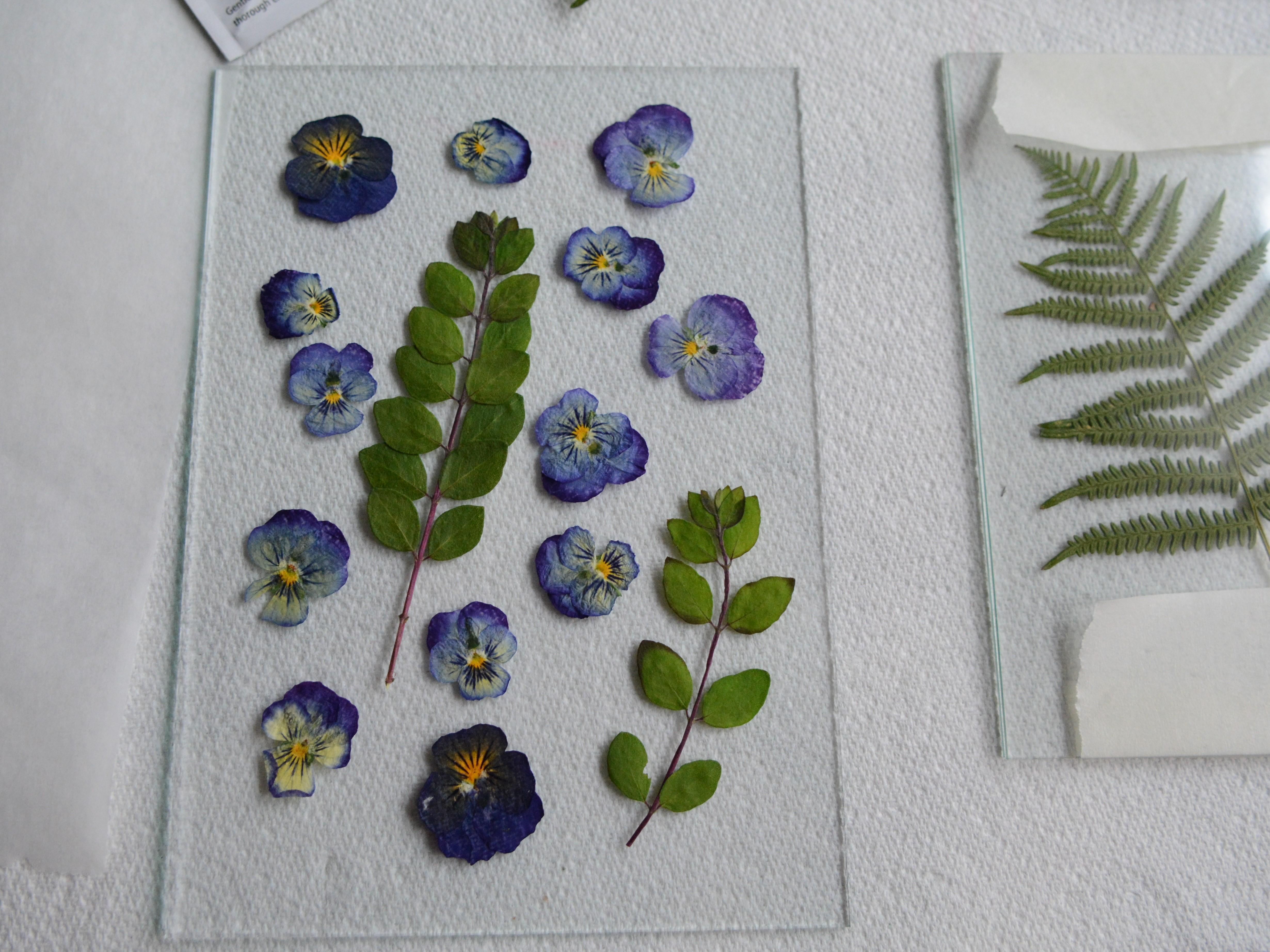 Pressed Flowers Wall Art 5 Steps (with Pictures) Instructables