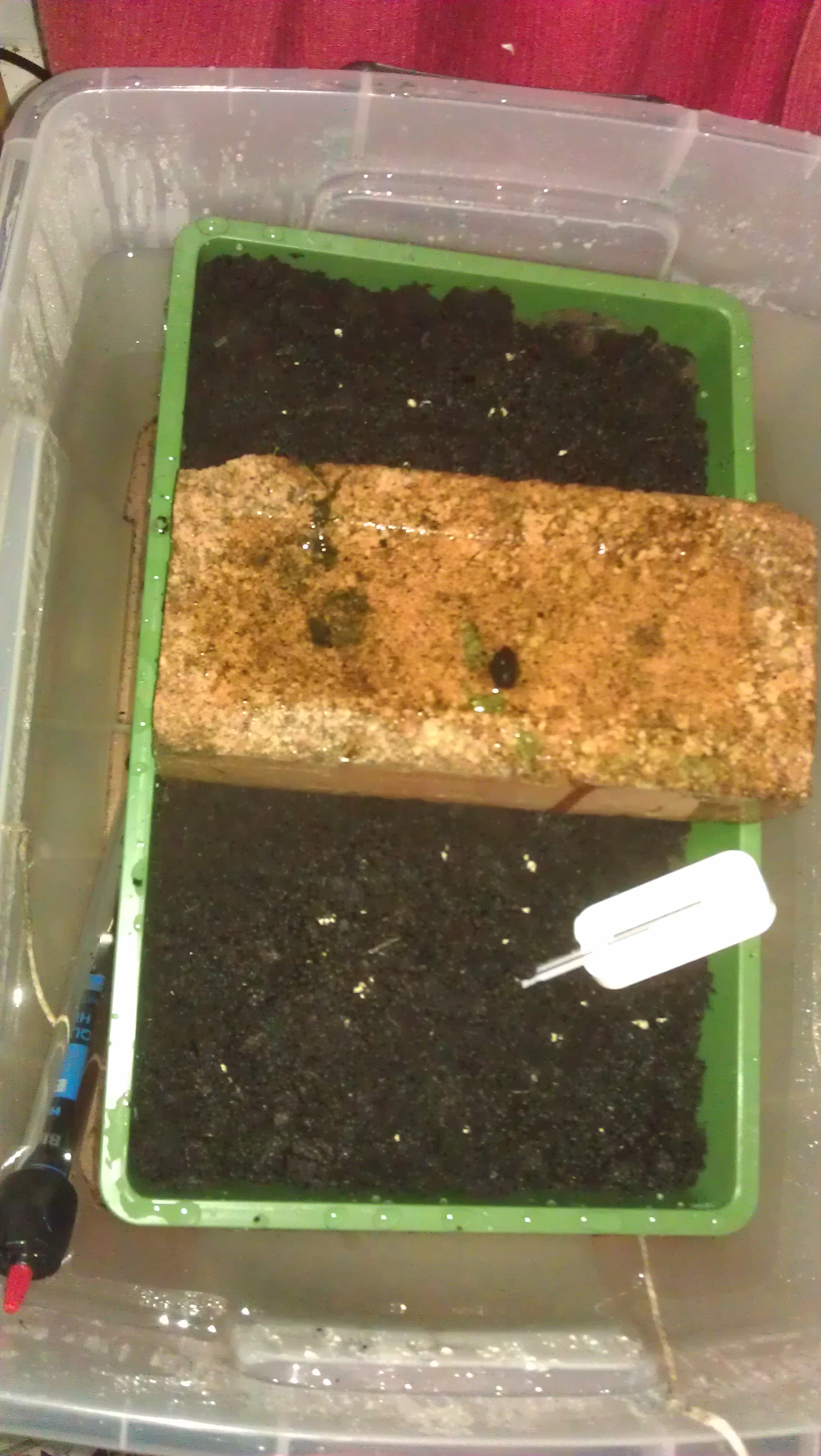 Thermostatic Heated Propagator P Instructables