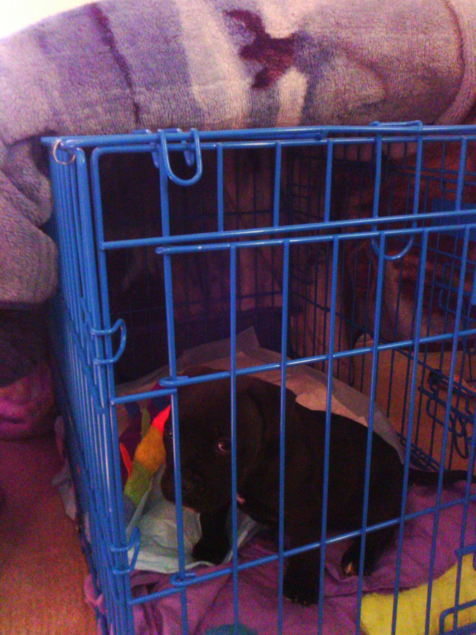 How to Bell Train a Dog 13 Steps (with Pictures) Instructables