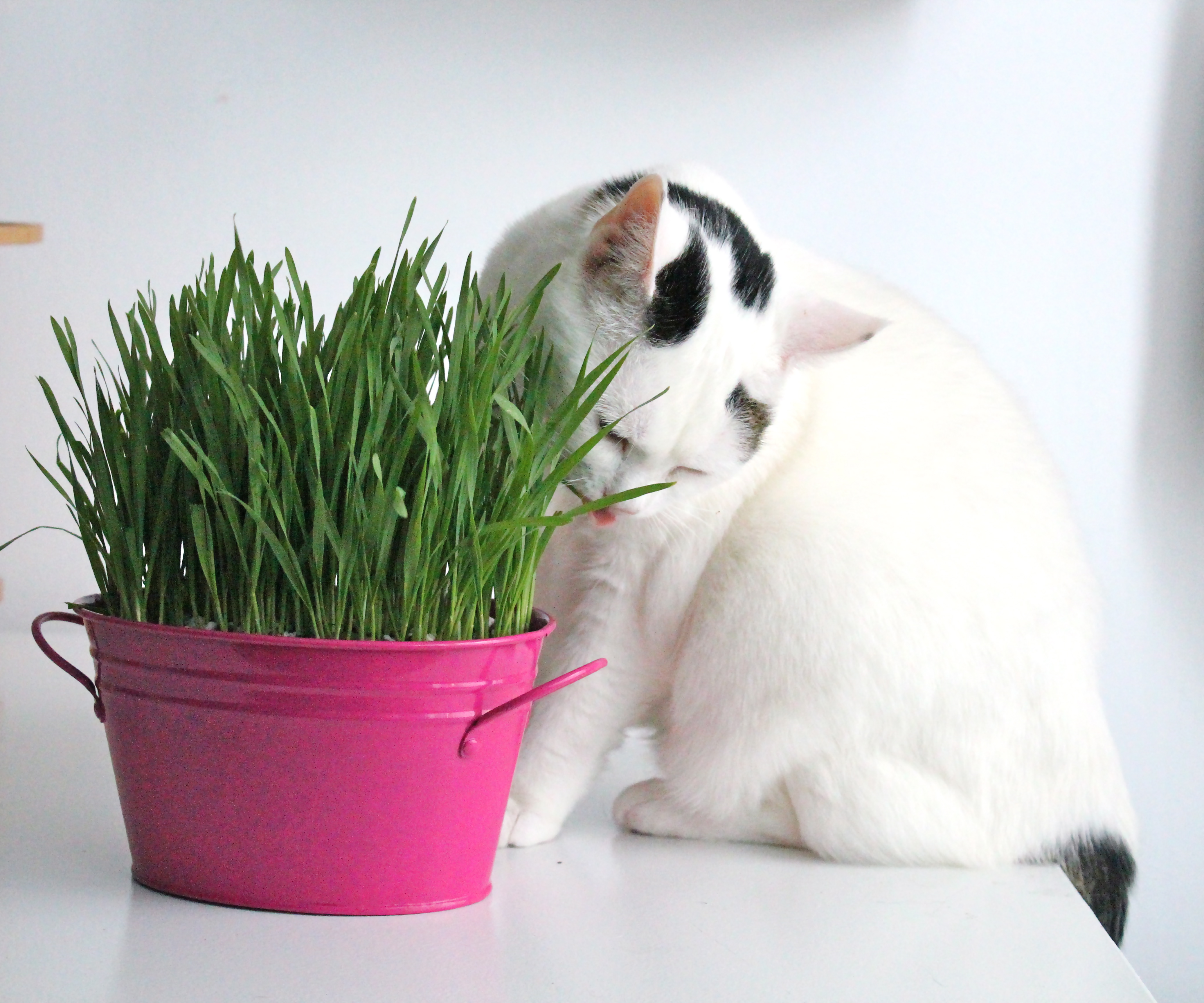 Is Cat Grass Good For Dogs