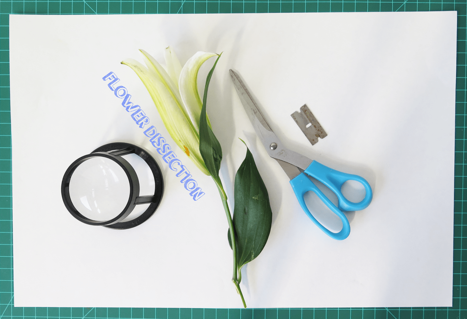 Flower Dissection! : 6 Steps (with Pictures) - Instructables