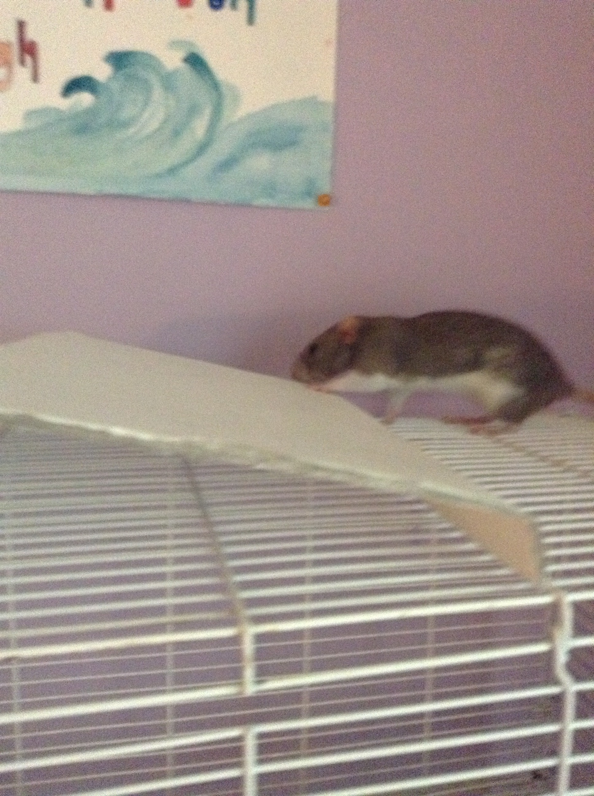 How to Make a Cheap Pet Rat Hideout 5 Steps Instructables