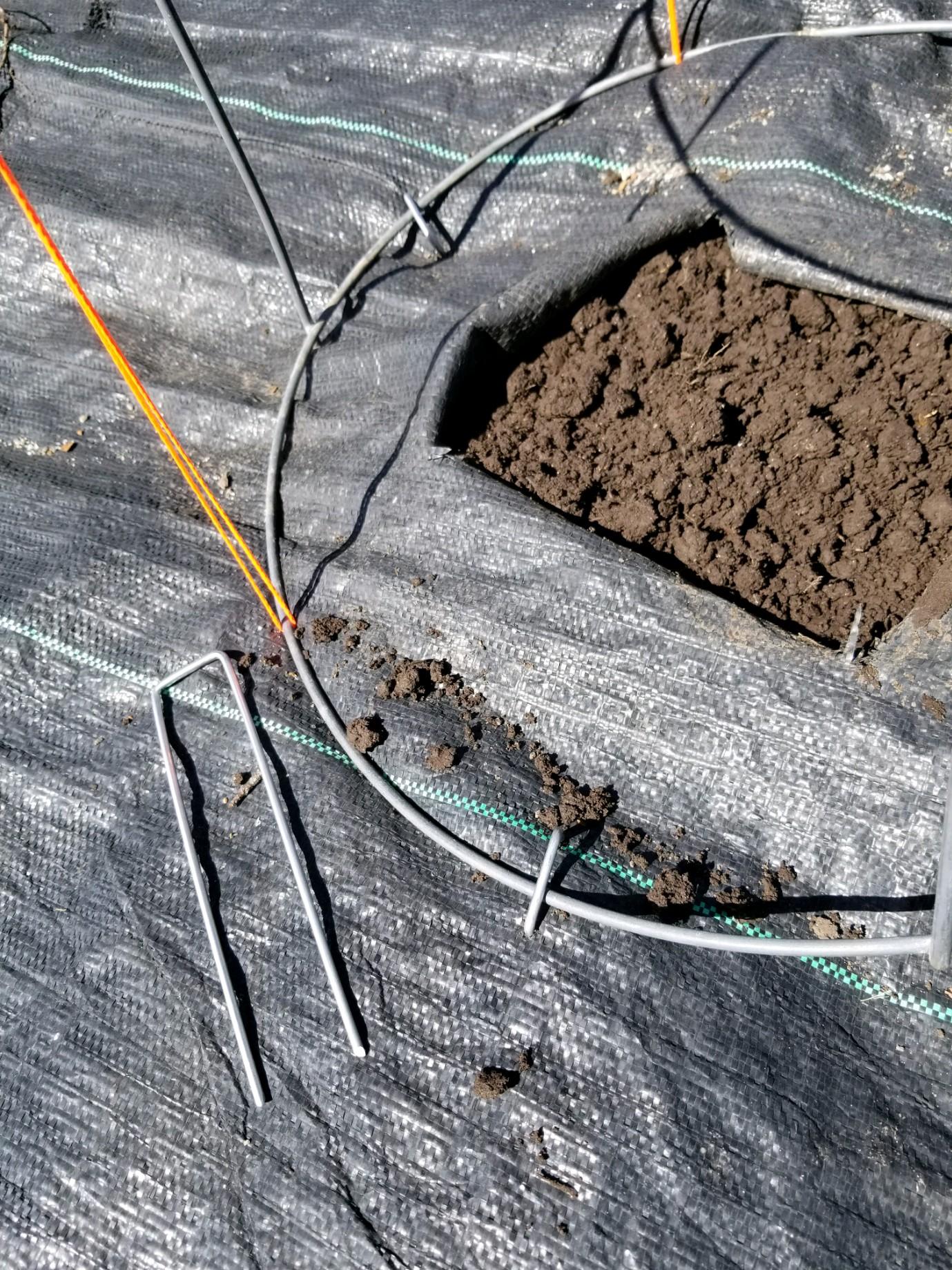 Pea Trellis Made From Tomato Cage 5 Steps Instructables