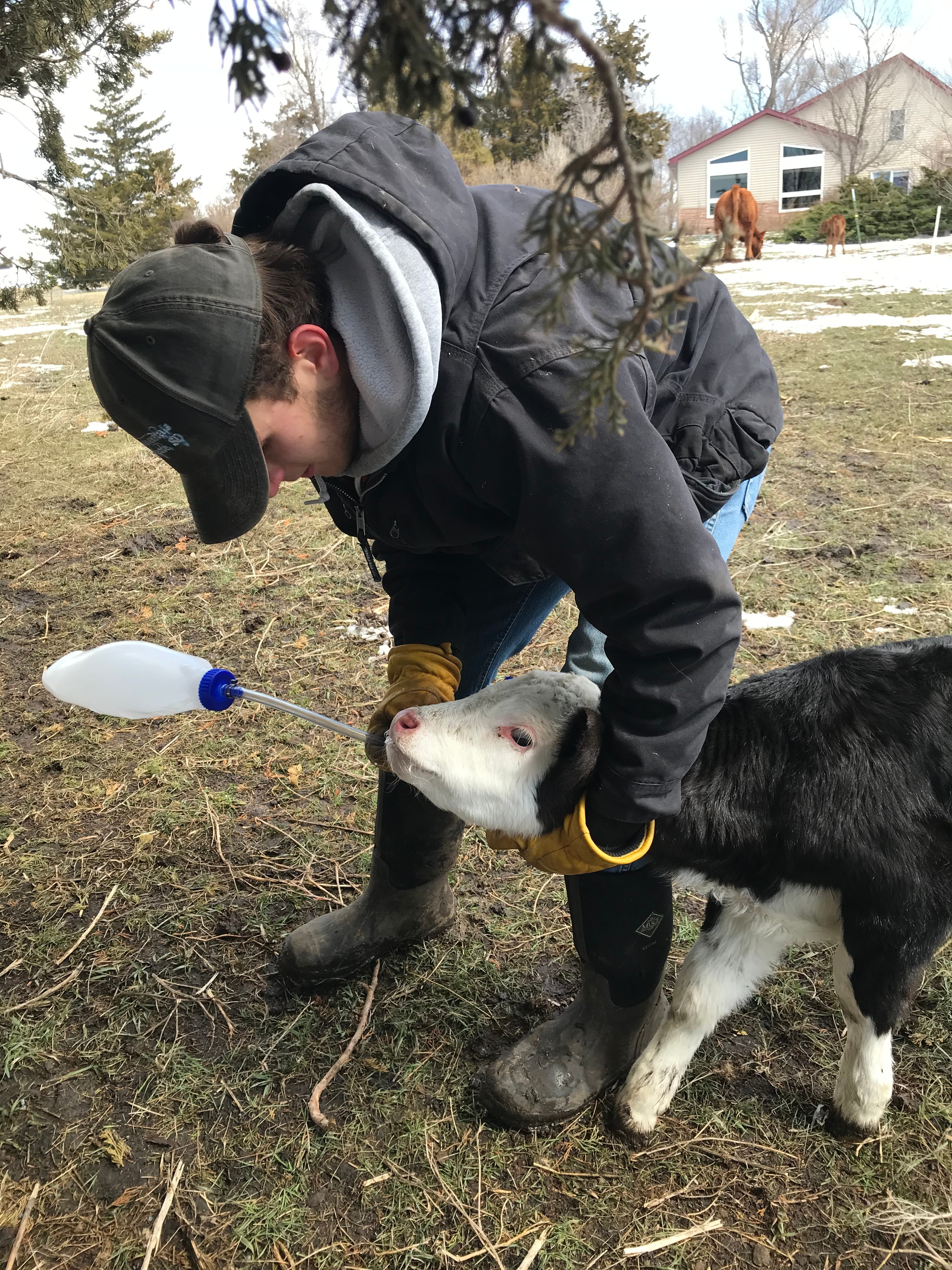 How to Tube Feed a Calf the Right Way Every Time 5 Steps Instructables