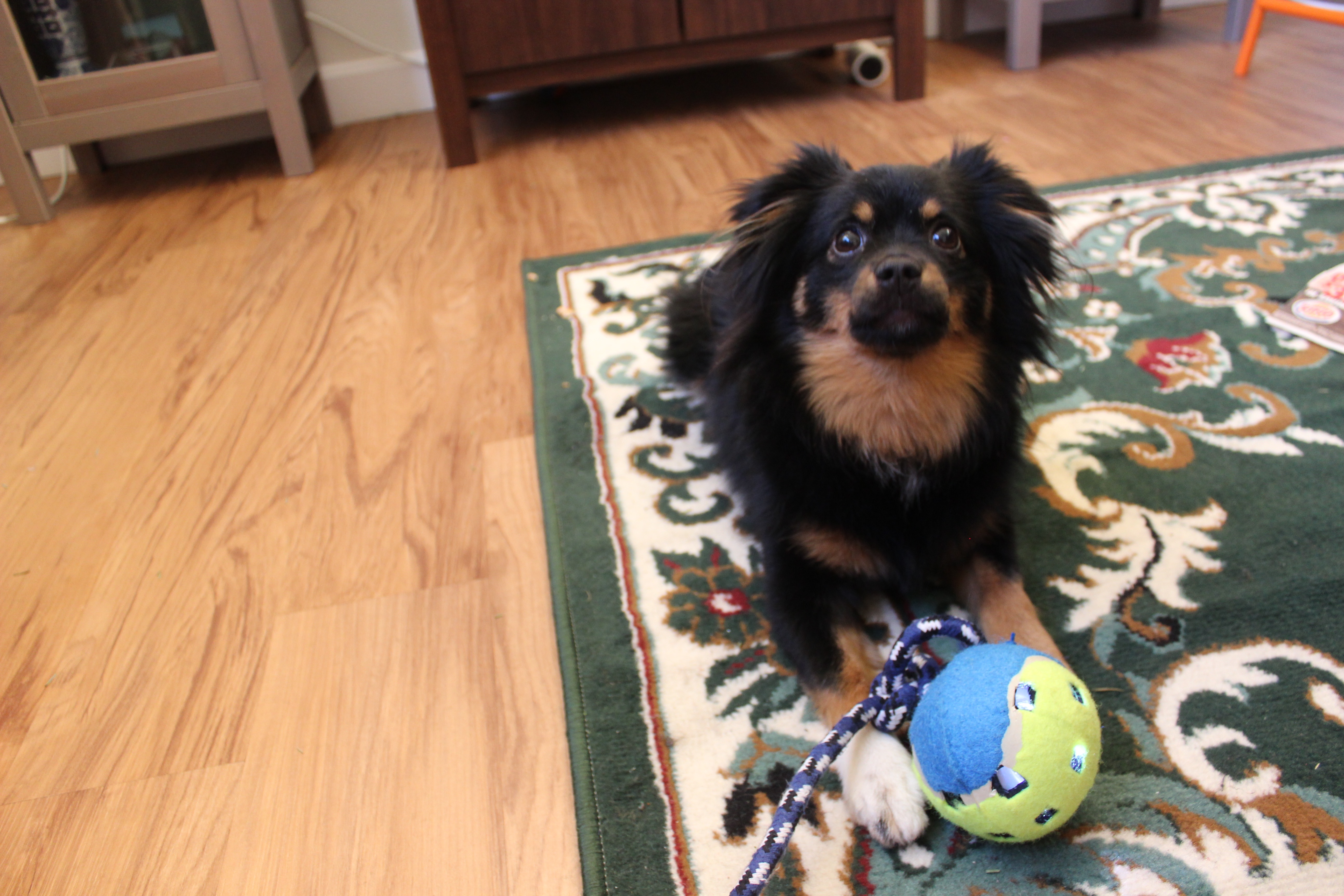 3 Light Up Dog Toy 6 Steps (with Pictures) Instructables