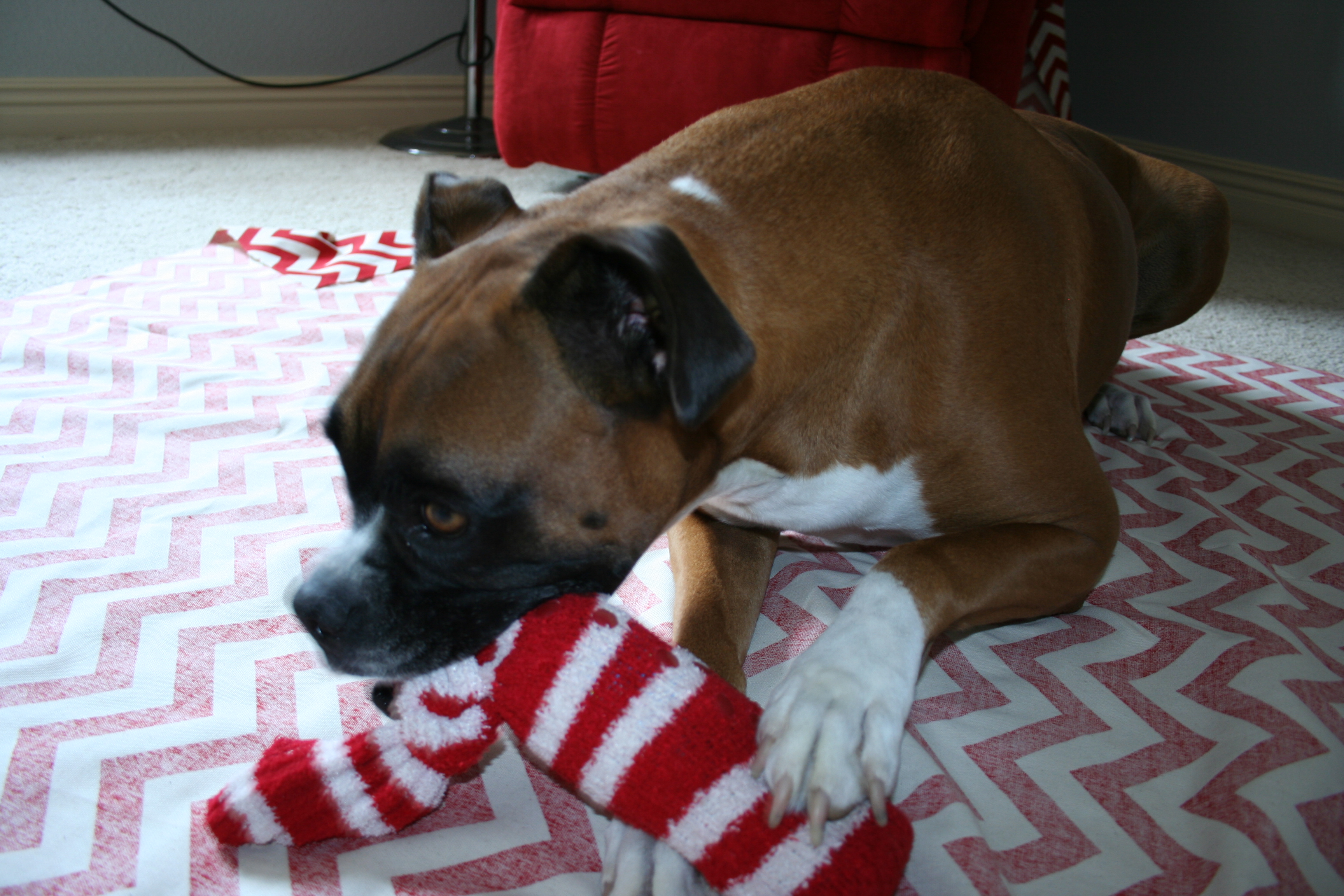 Cheap Dog Toy 3 Steps (with Pictures) Instructables