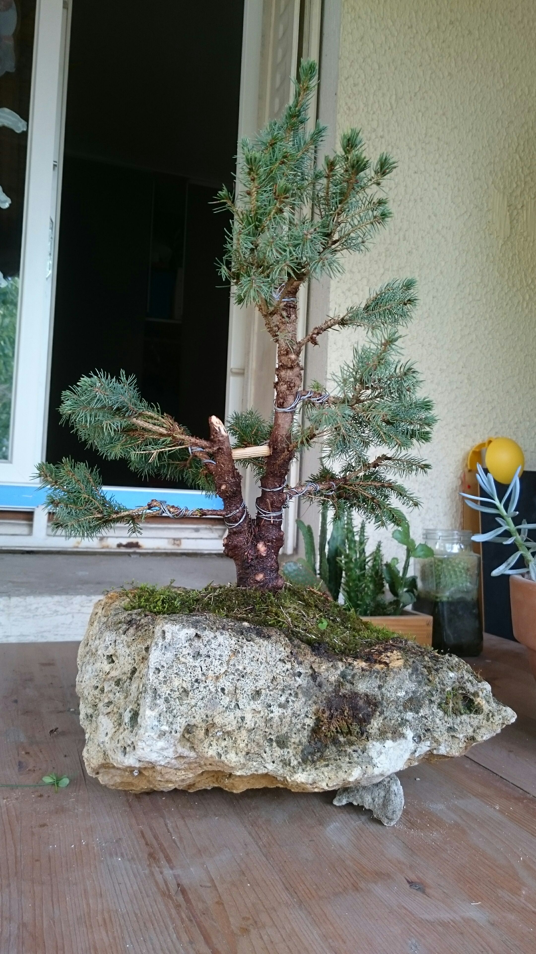 Make a Bonsaï 5 Steps (with Pictures) Instructables