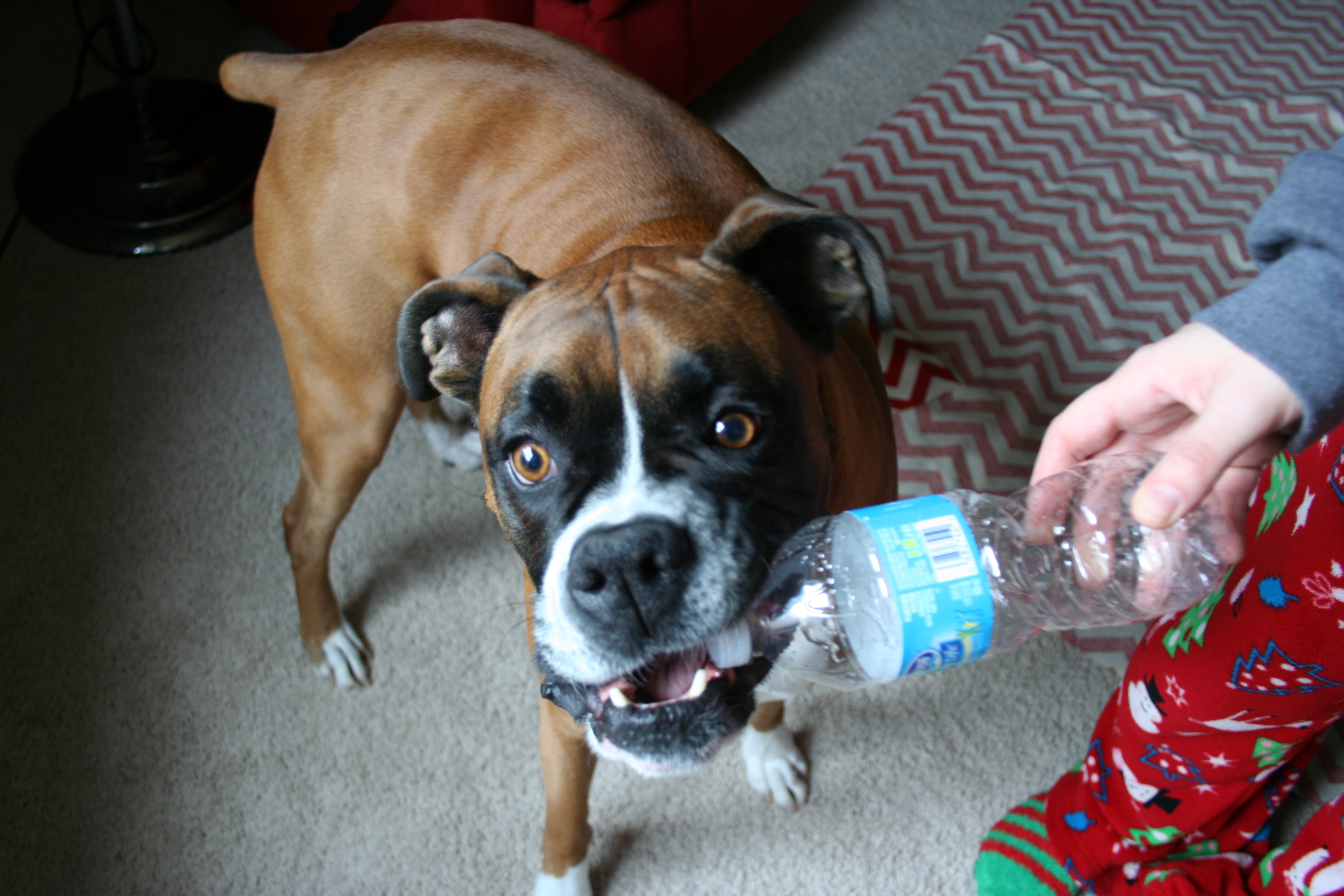 Cheap Dog Toy 3 Steps (with Pictures) Instructables