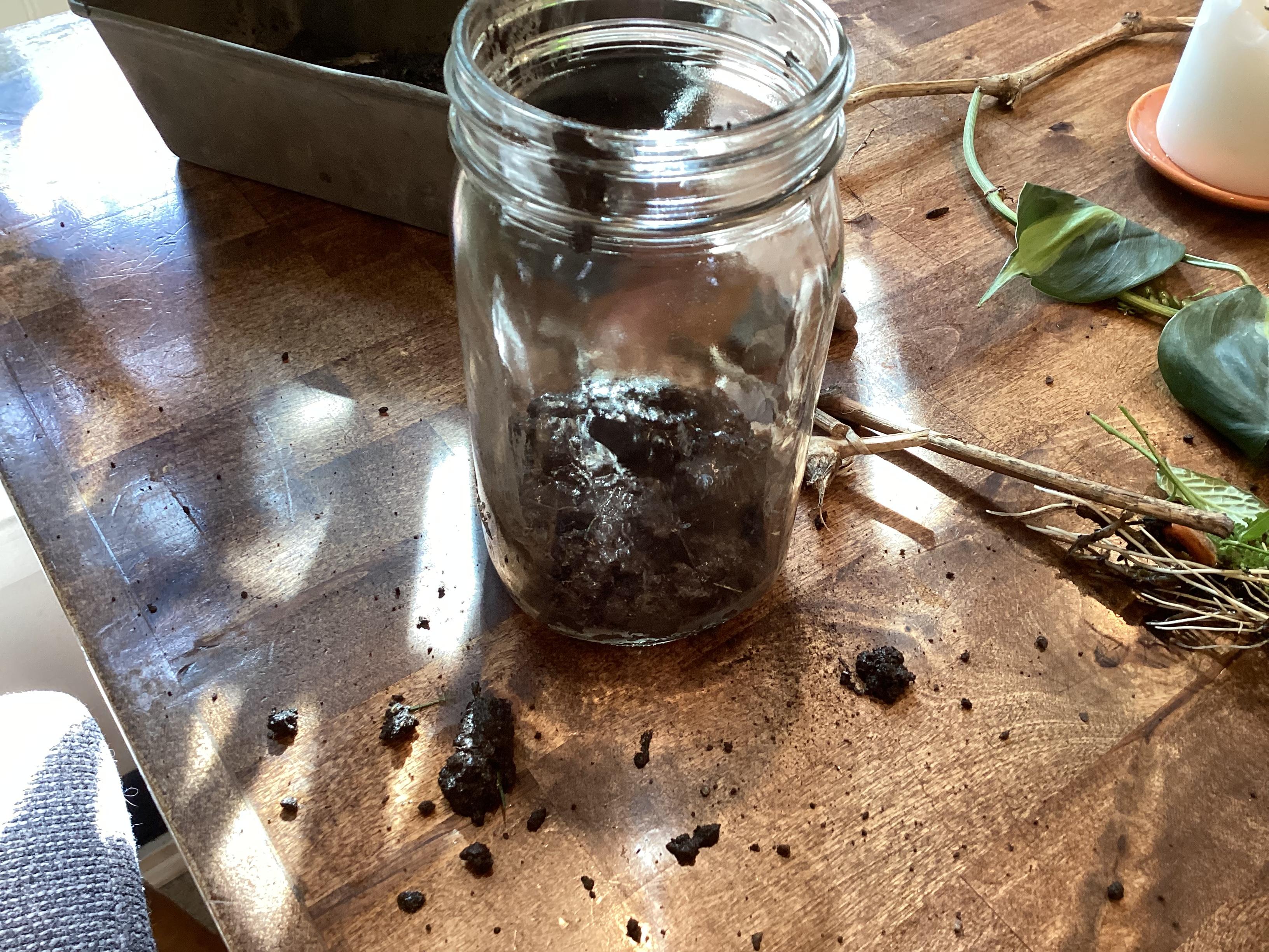 Tropical Terrarium Made Out of a Mason Jar 5 Steps Instructables