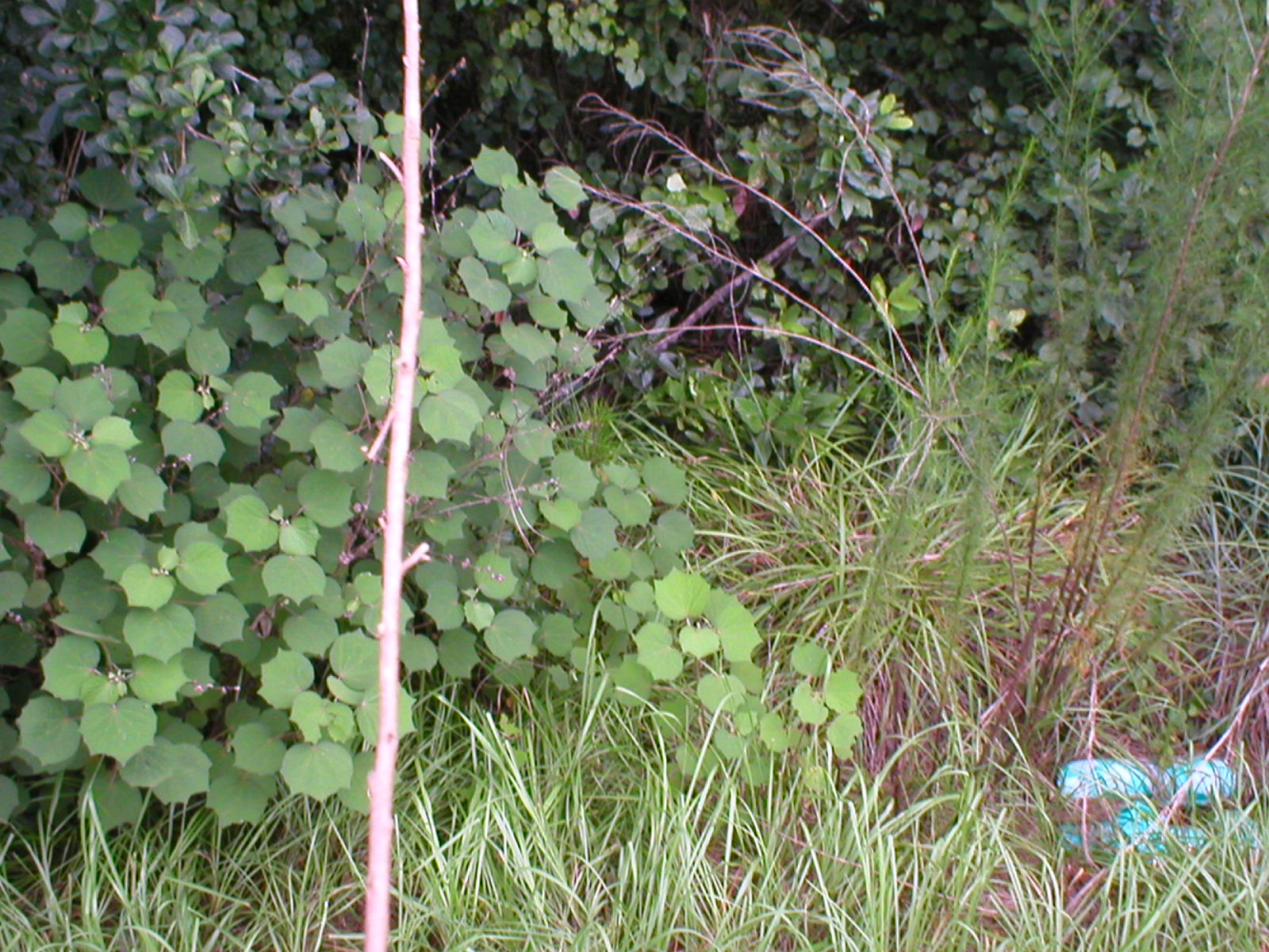 Rabbit Snare 6 Steps Instructables