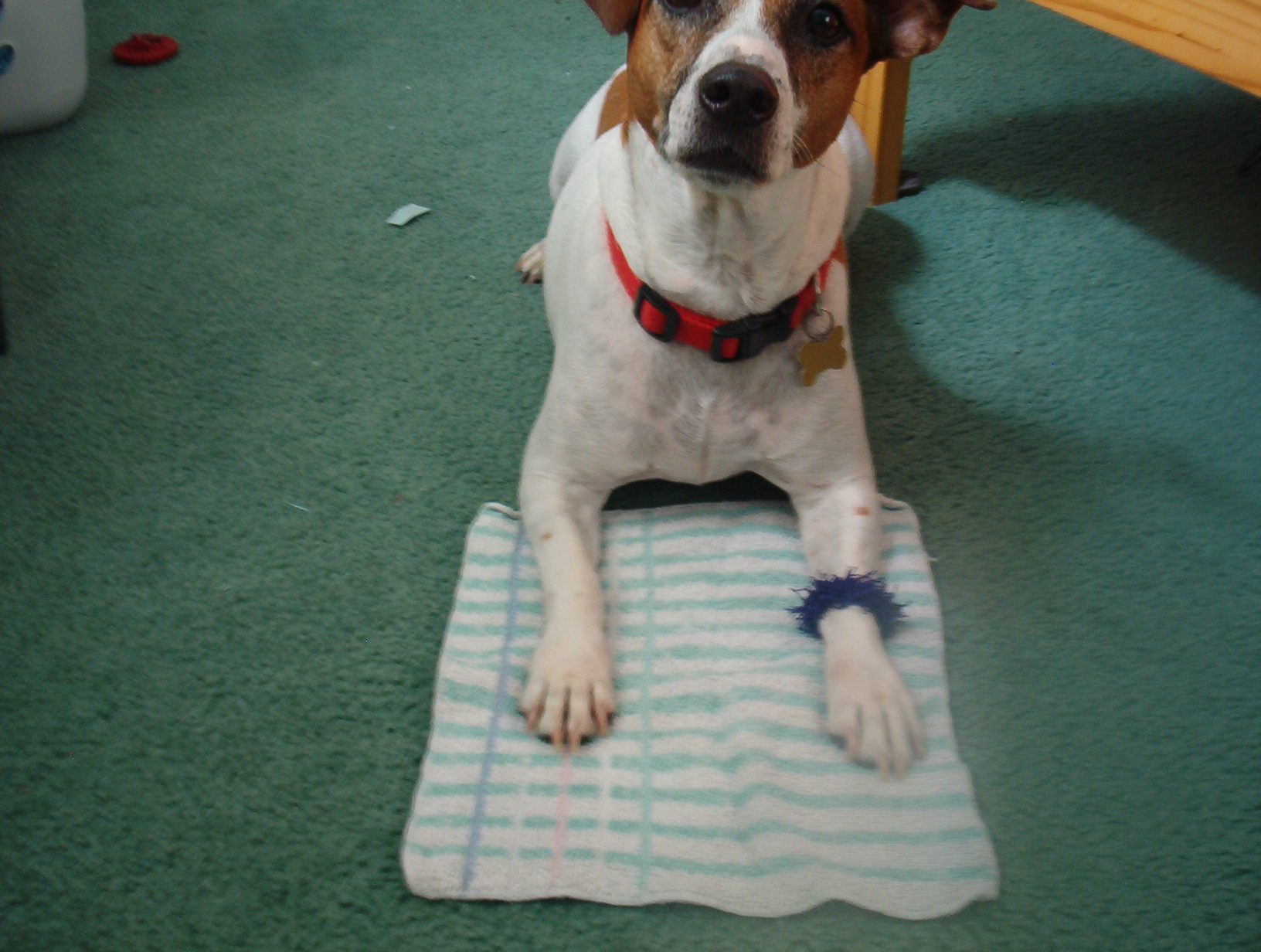 How to Paint Your Dog's Toenails (PAINLESSLY!) 3 Steps Instructables