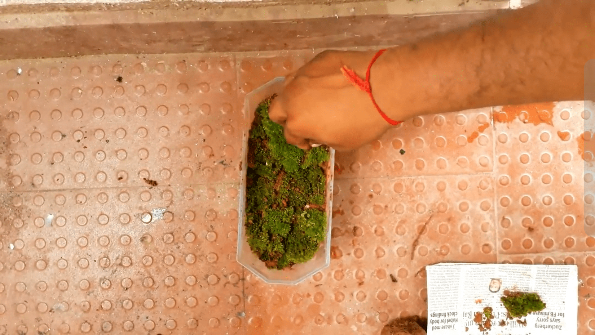 How to Add Moss to a Fish Pond 4 Steps (with Pictures) Instructables