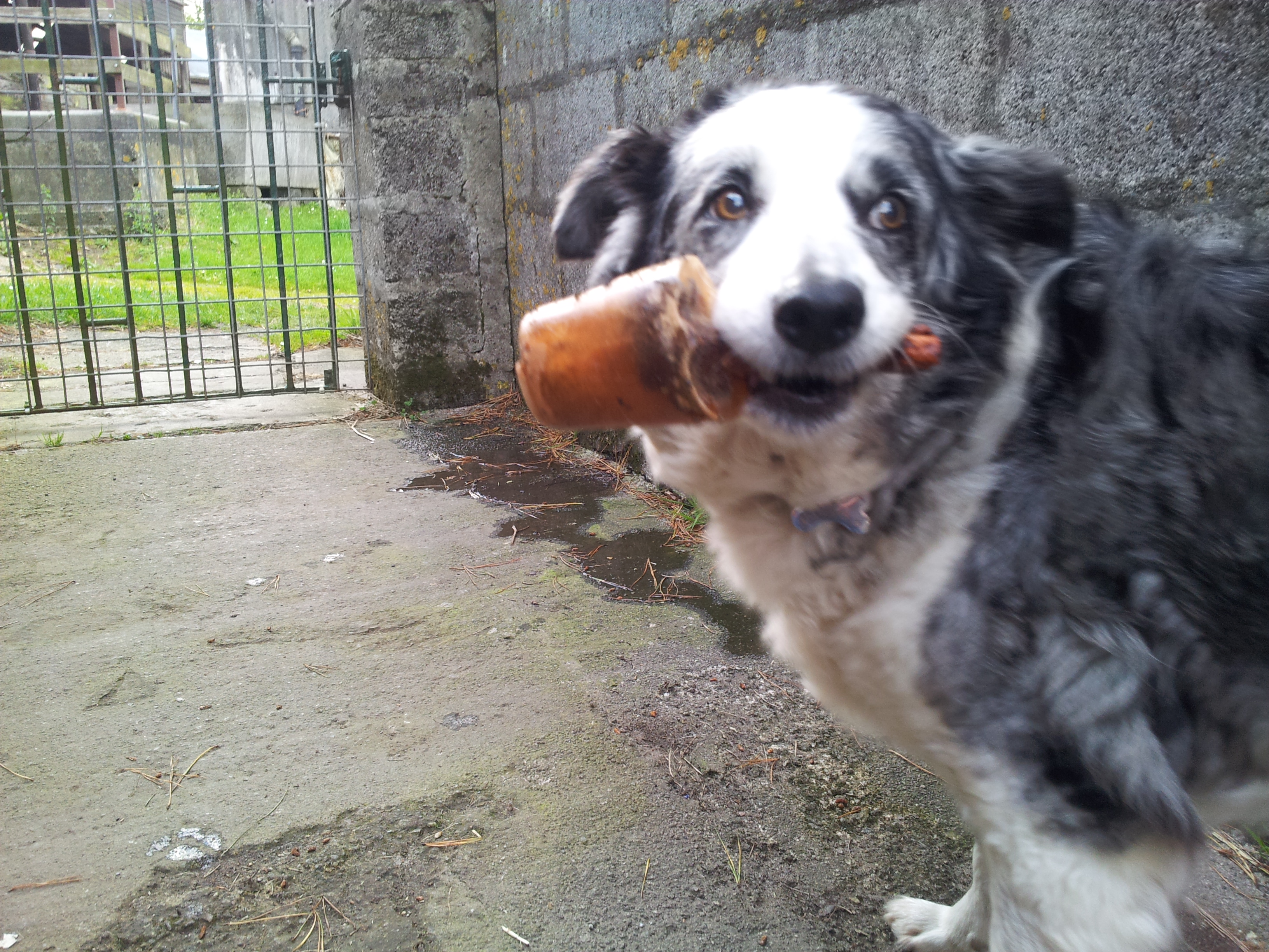Dog Ice Lollies 6 Steps Instructables