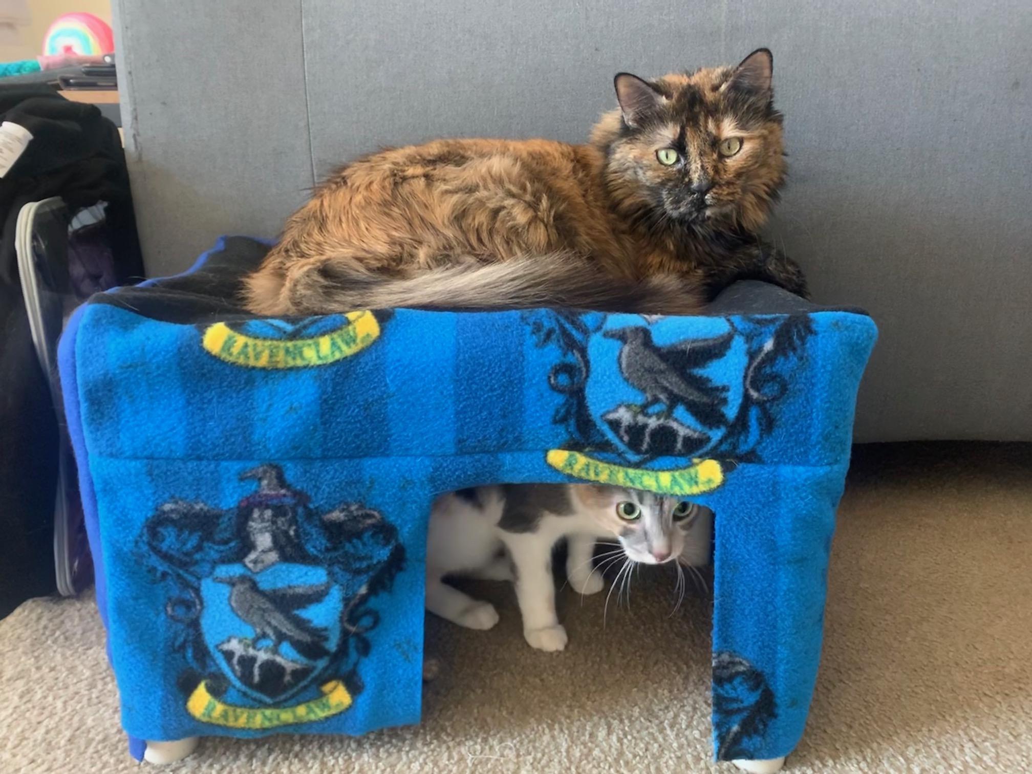 Arpie's Cat Kuranda House 4 Steps Instructables