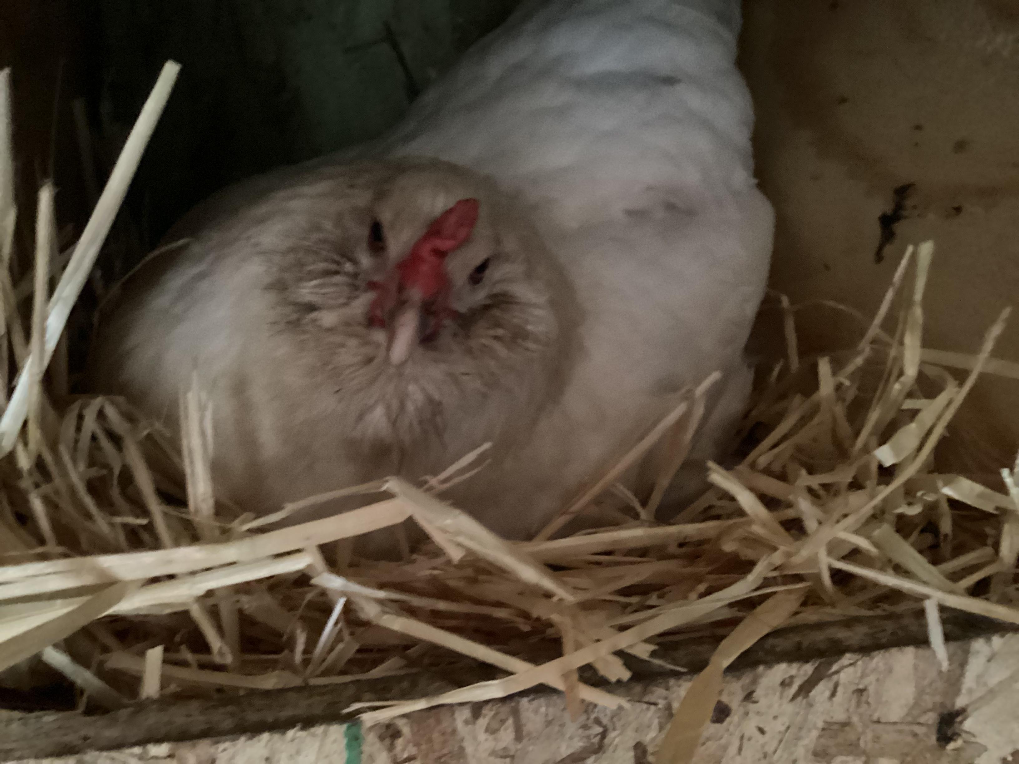 Easy Frozen Treat for Chickens! 4 Steps Instructables