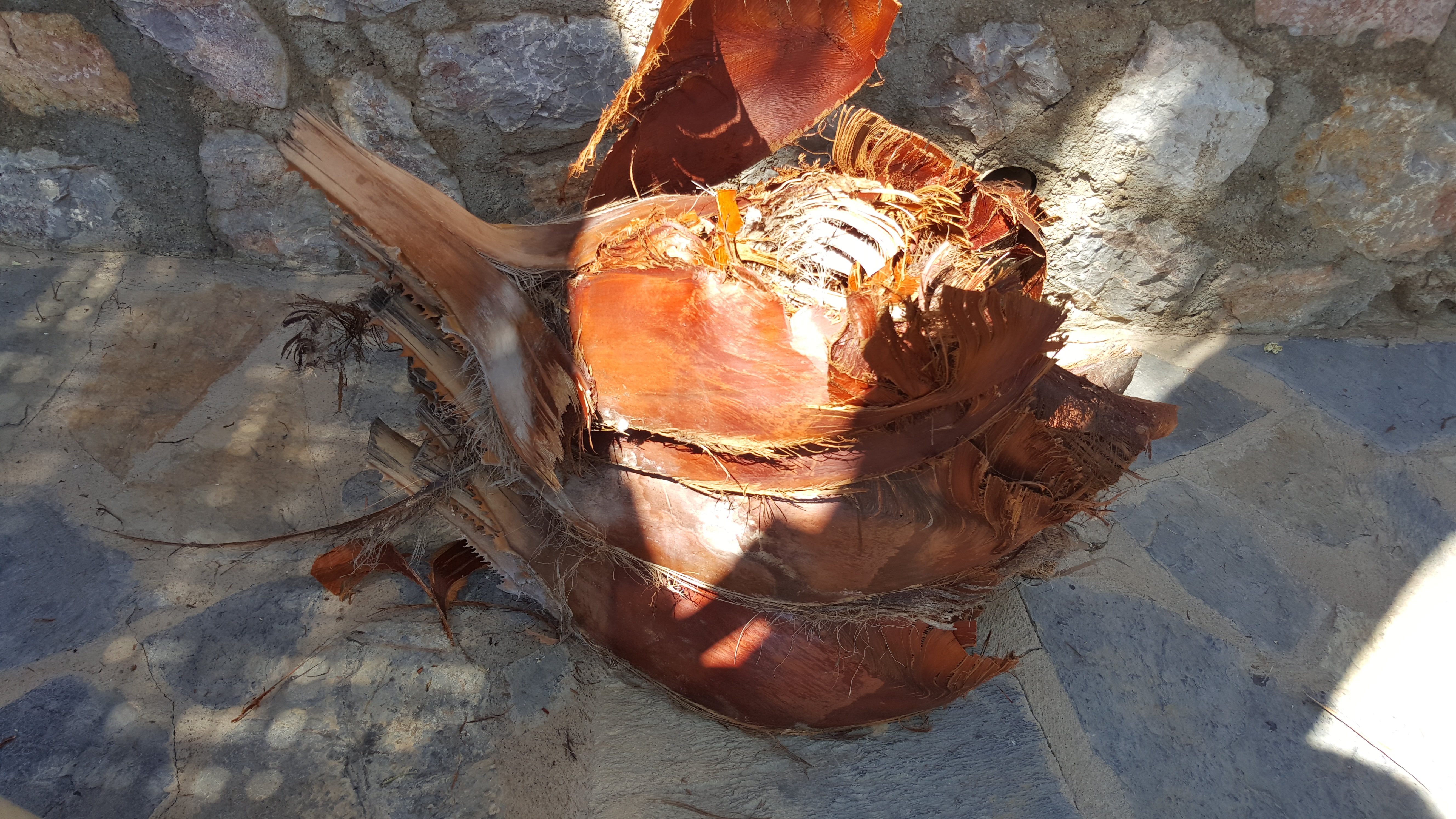 How to Cut Palm Tree's Leaves 10 Steps (with Pictures) Instructables