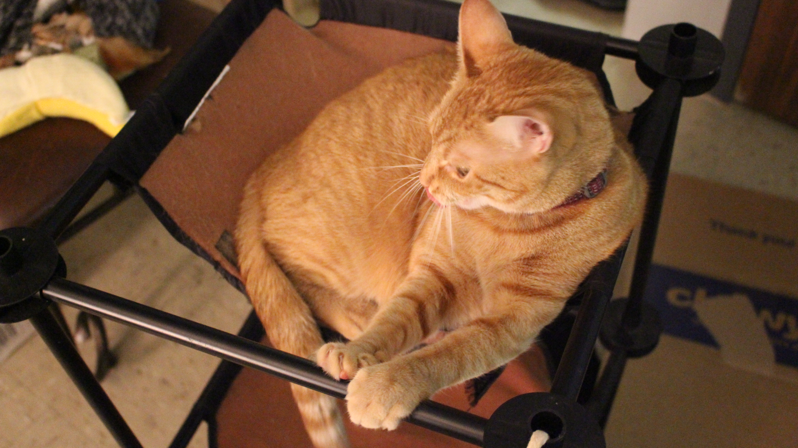 DIY Cat Tower Hack (with Pictures) Instructables