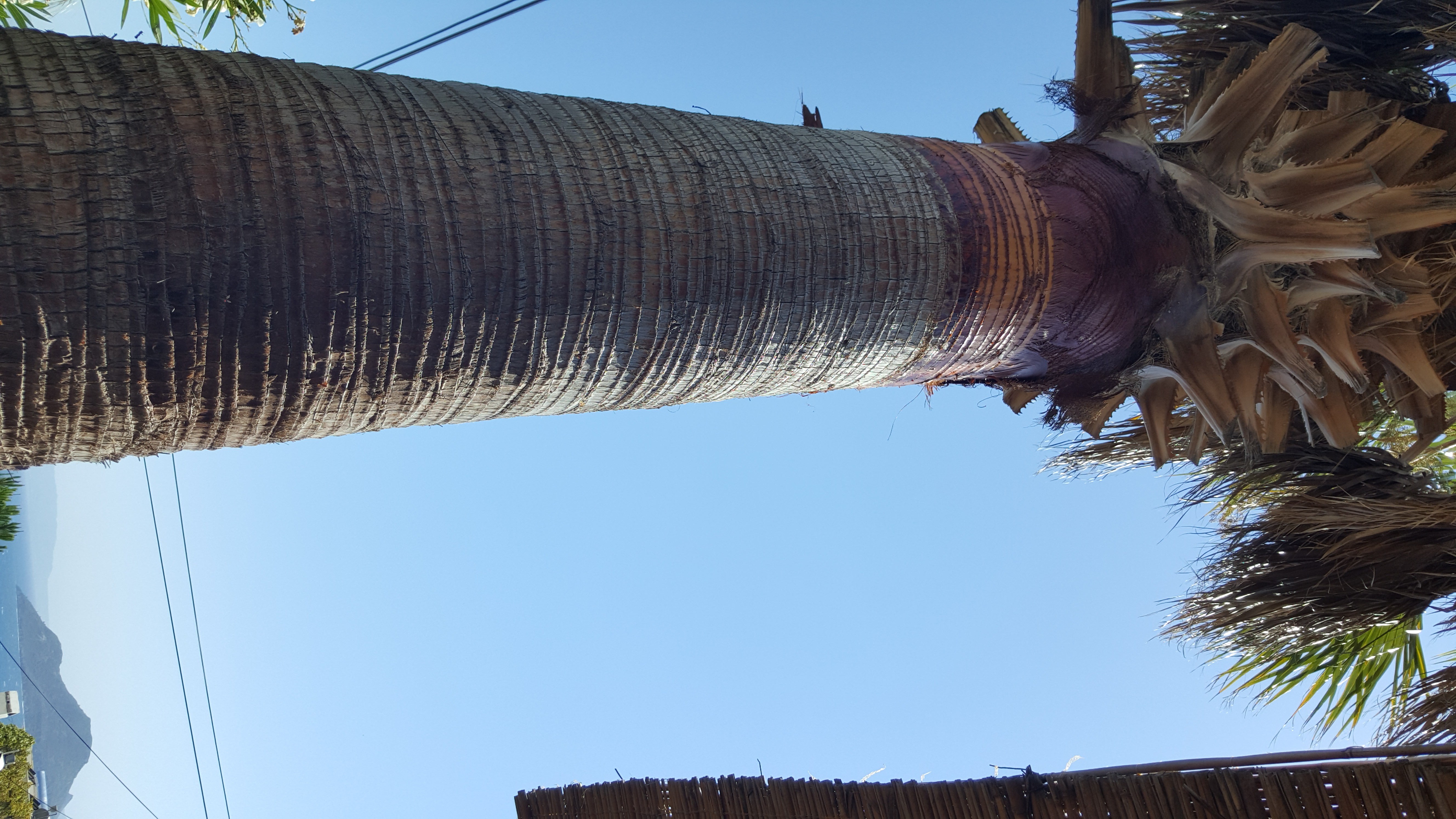 How to Cut Palm Tree's Leaves 10 Steps (with Pictures) Instructables