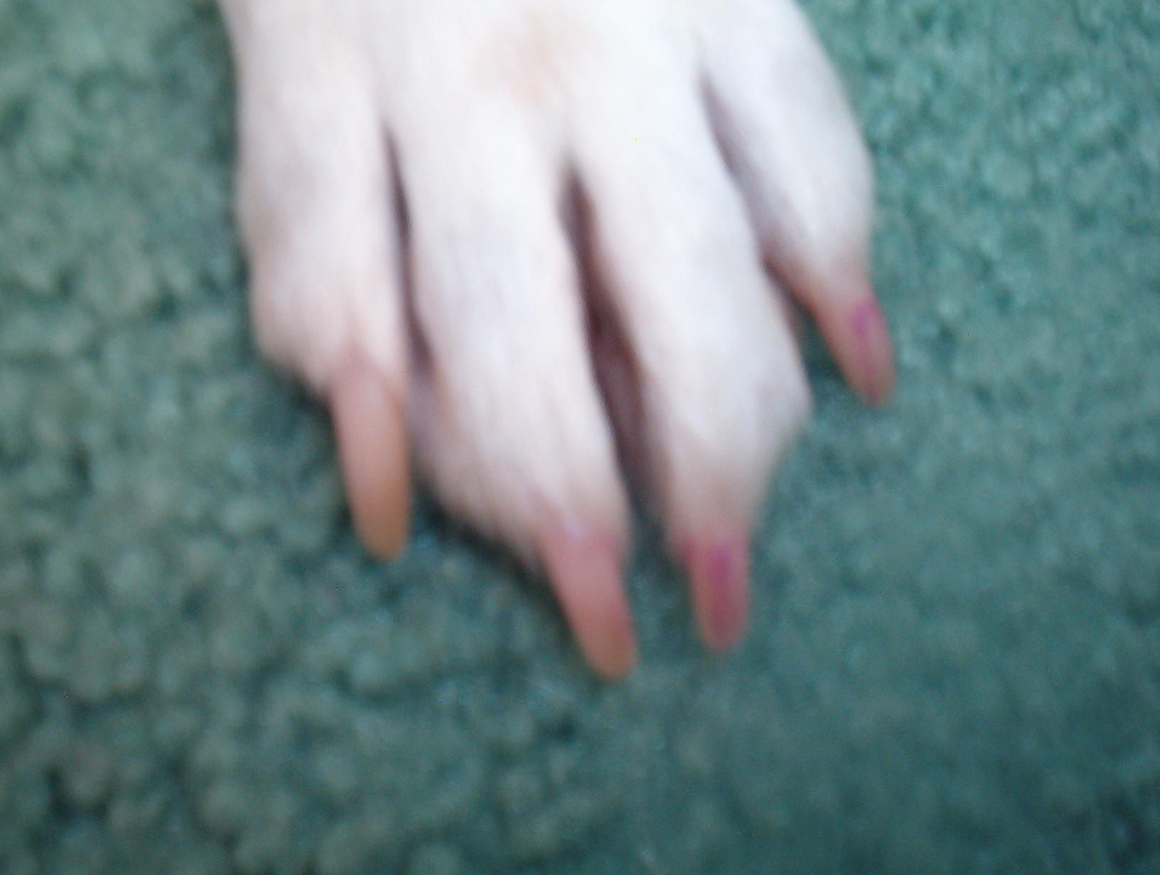 How to Paint Your Dog's Toenails (PAINLESSLY!) 3 Steps Instructables