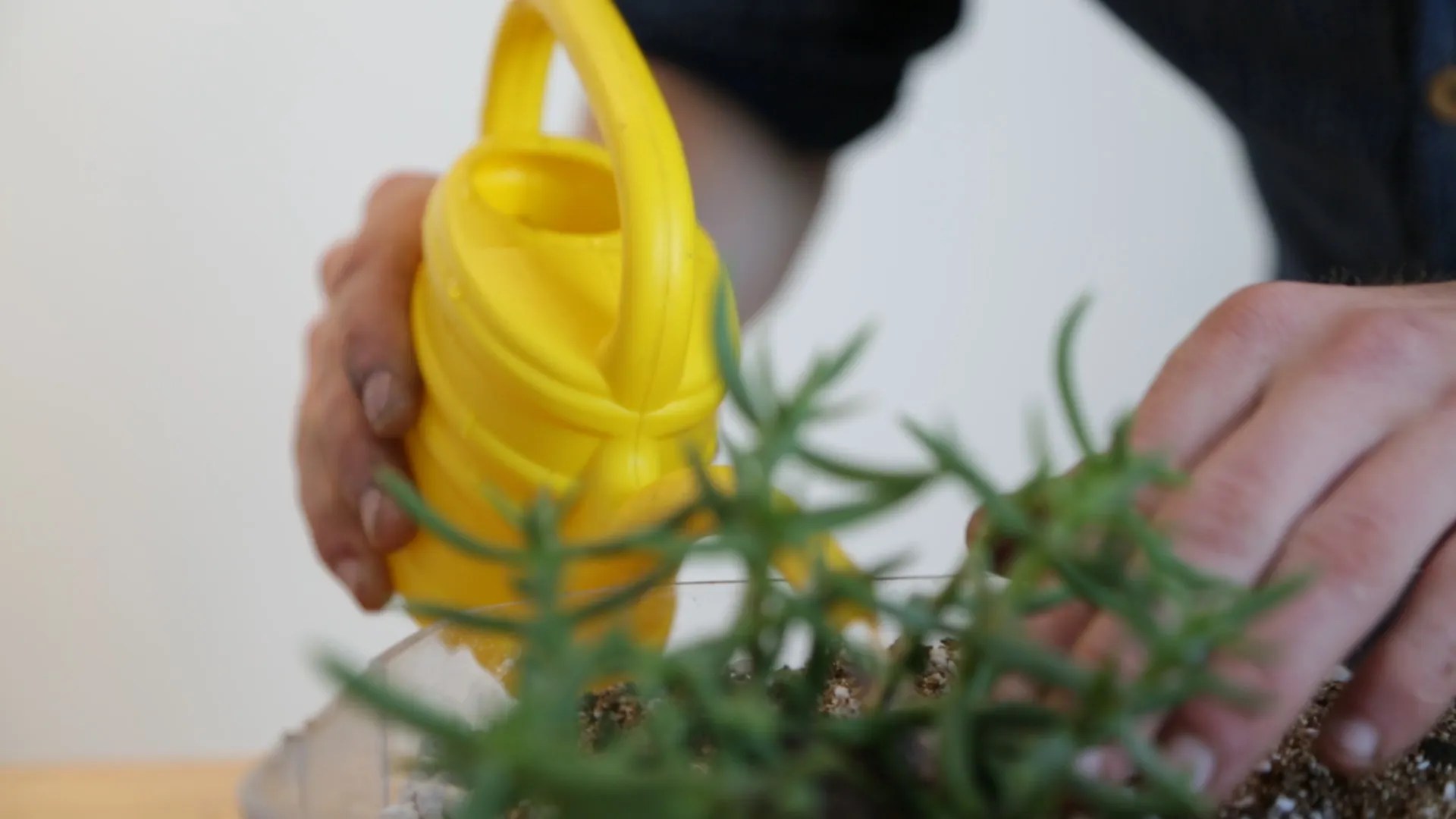 Toilet Garden 12 Steps (with Pictures) Instructables