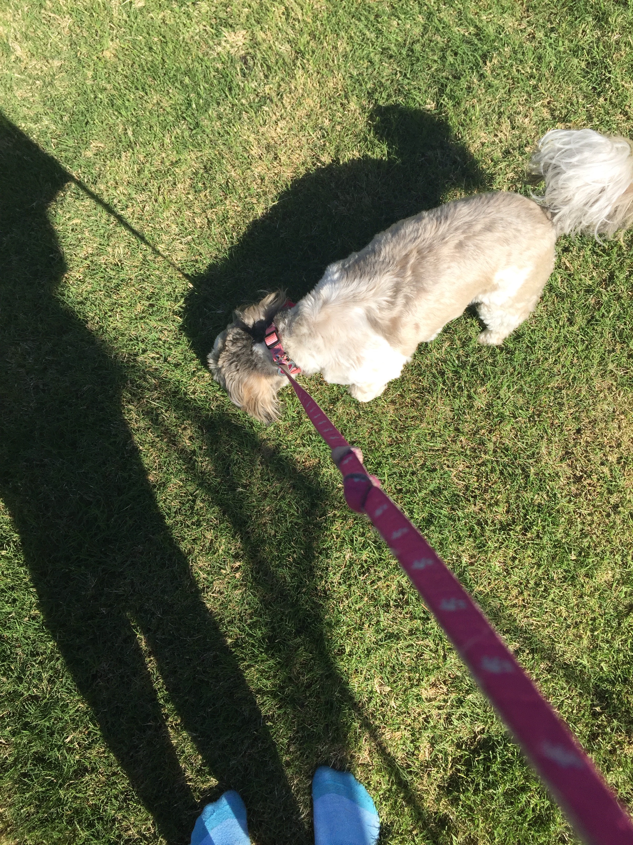 How to Bell Train a Dog 13 Steps (with Pictures) Instructables