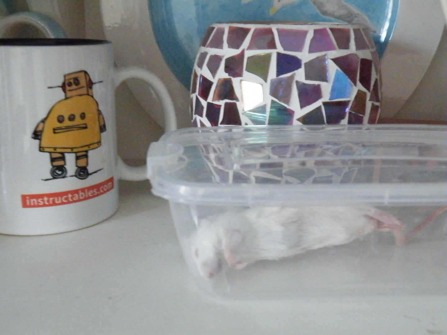 How to Feed a Corn Snake 7 Steps Instructables