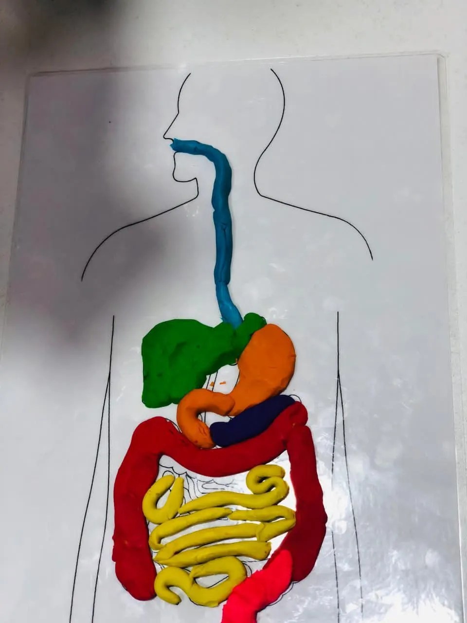 Clay Model Of Human Digestive System Flash Sales | www.danzhao.cc