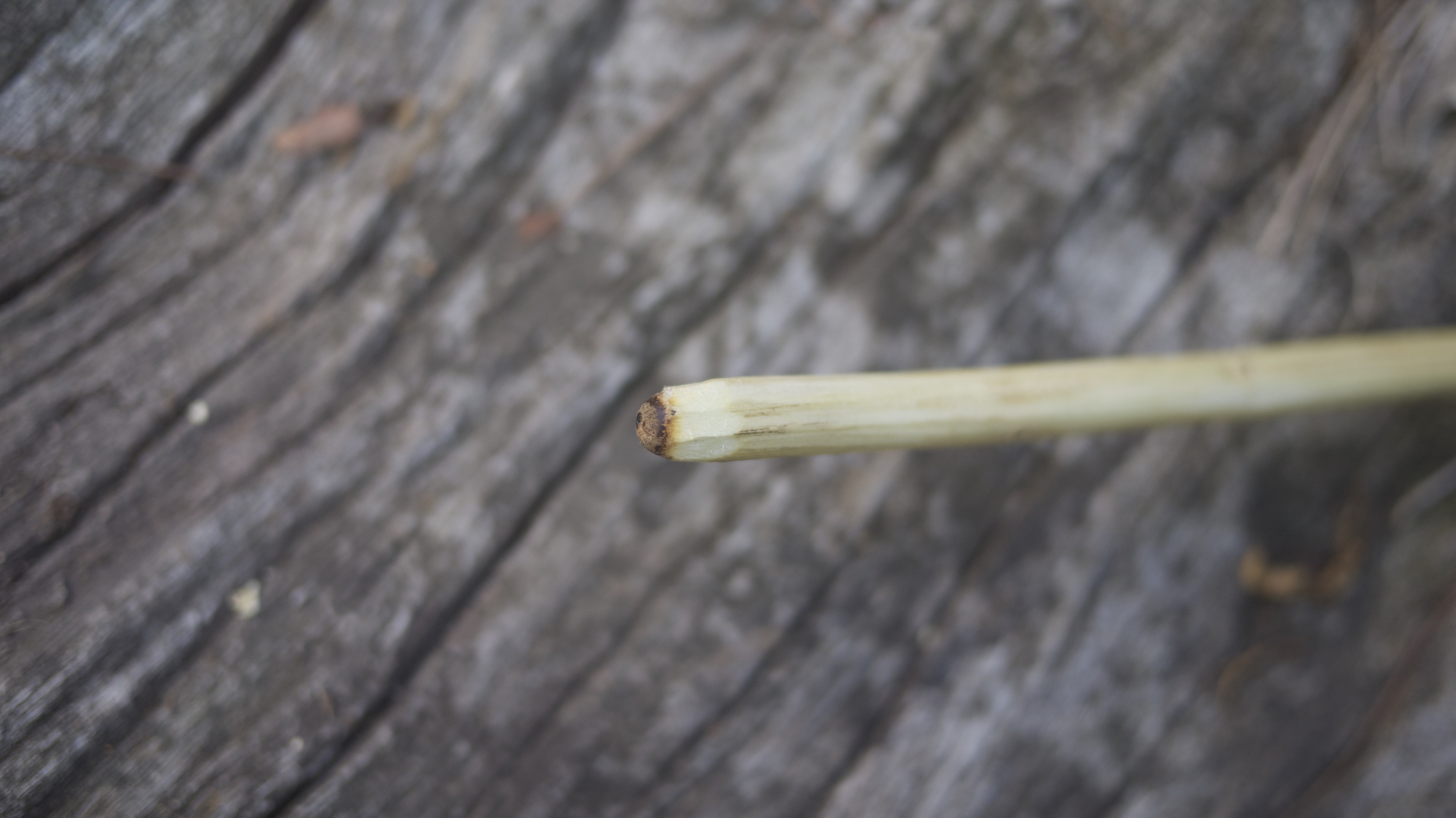 Hand Drill Fire With Green Wood! 9 Steps (with Pictures) Instructables