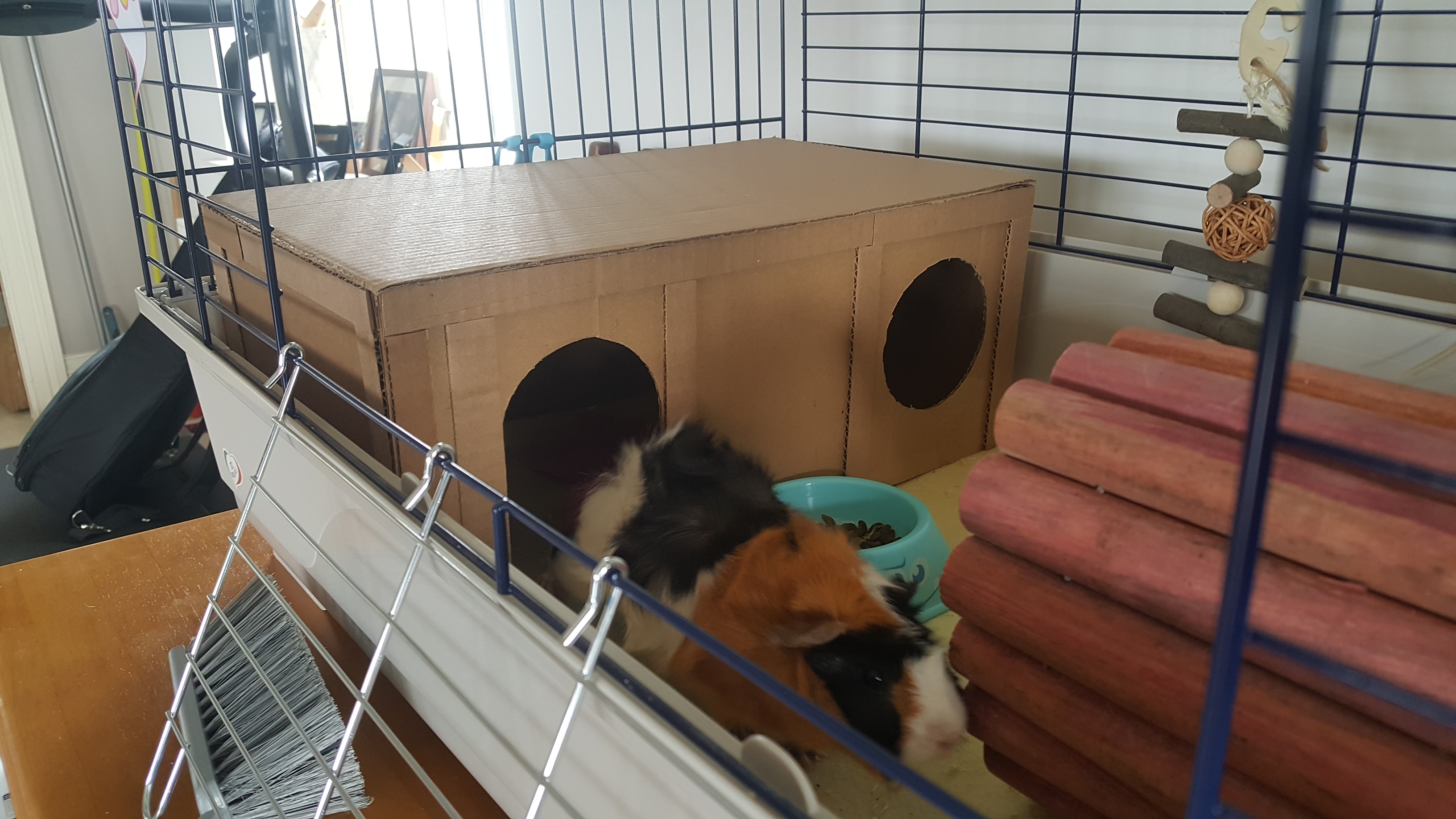 DIY Guinea Pig House 4 Steps (with Pictures) Instructables