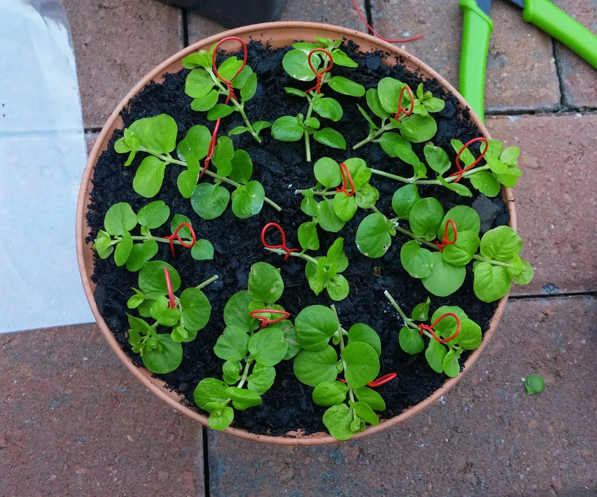 10+ Ways to Grow Plants From a Cutting Instructables